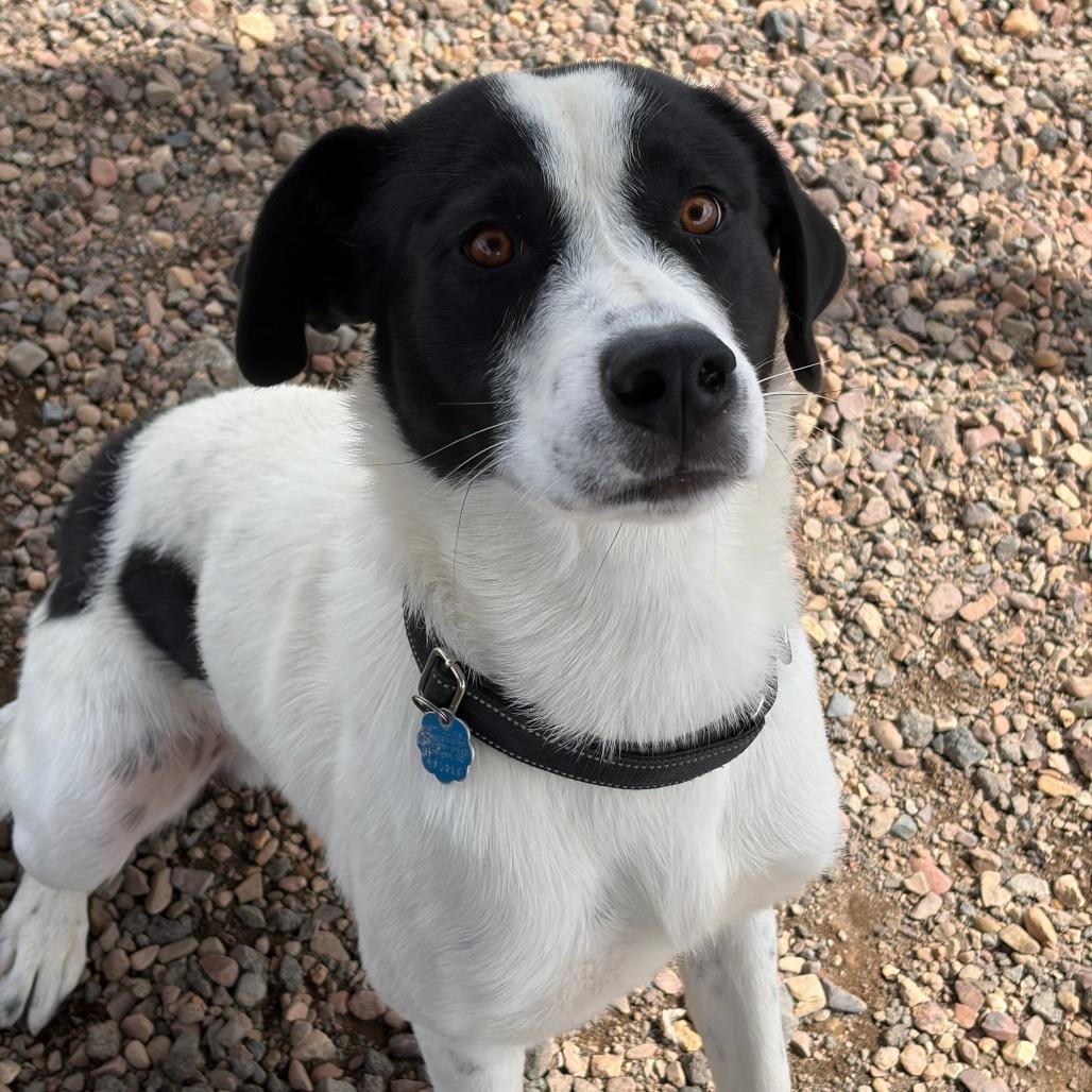 Enlarge Spot, a Adoptable mixed breed in Show Low, AZ image 2/4