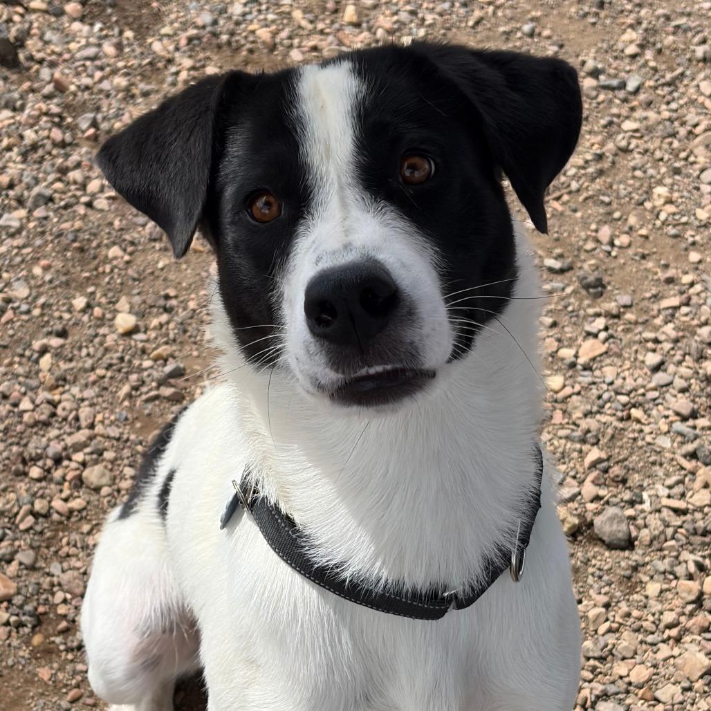 Enlarge Spot, a Adoptable mixed breed in Show Low, AZ image 3/4
