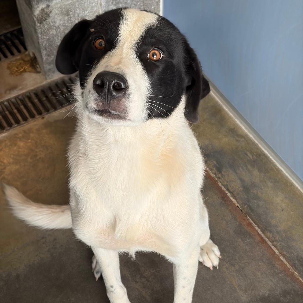 Enlarge Spot, a Adoptable mixed breed in Show Low, AZ image 2/2