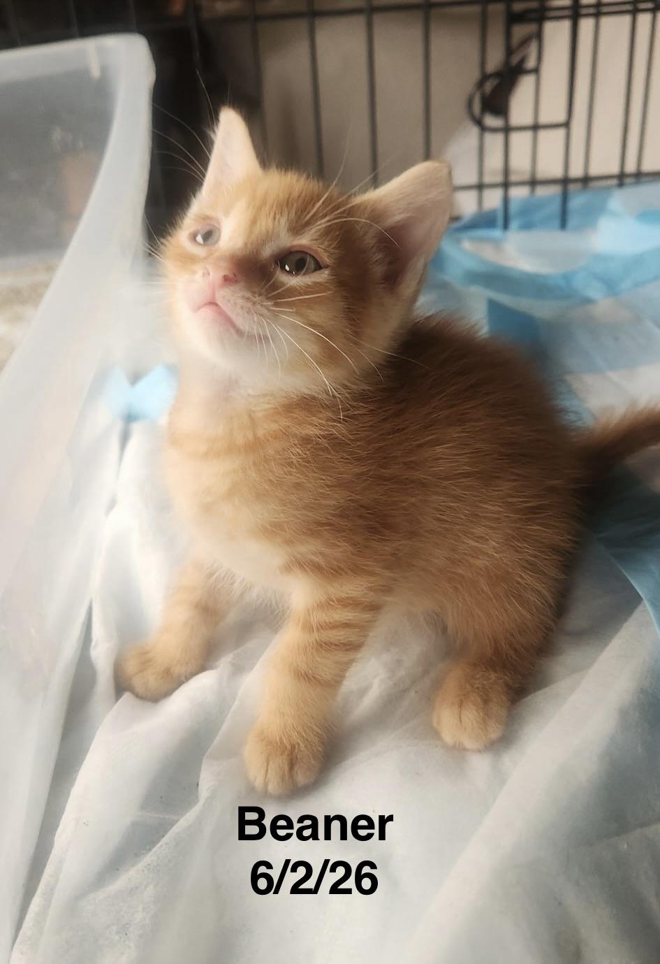 Enlarge Beaner, an adopted mixed breed in Sheboygan, WI image 1/5