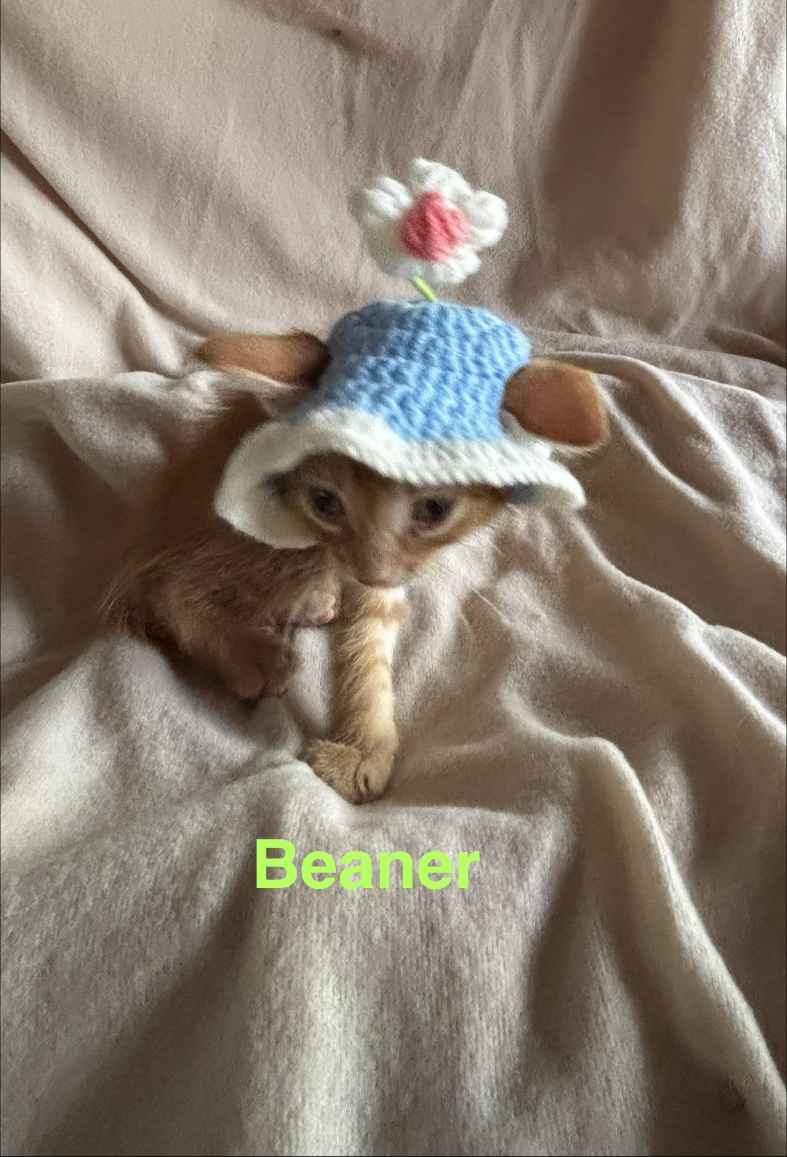 Enlarge Beaner, an adopted mixed breed in Sheboygan, WI image 4/5