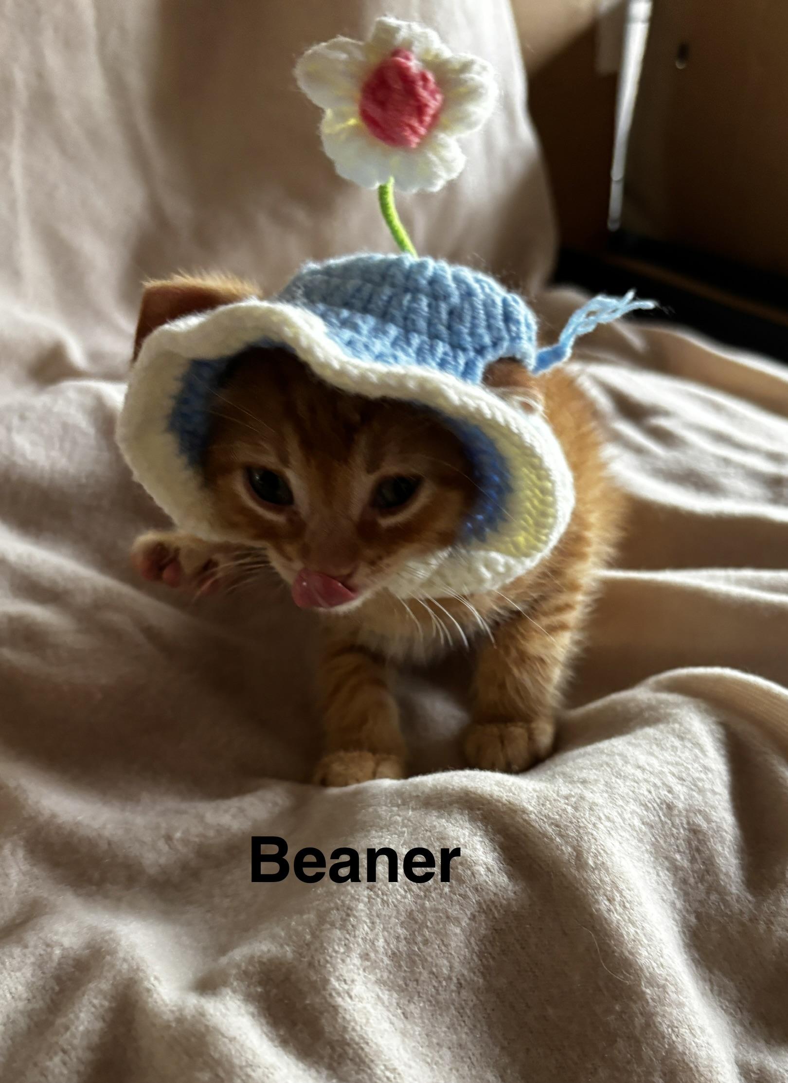 Enlarge Beaner, an adopted mixed breed in Sheboygan, WI image 3/5