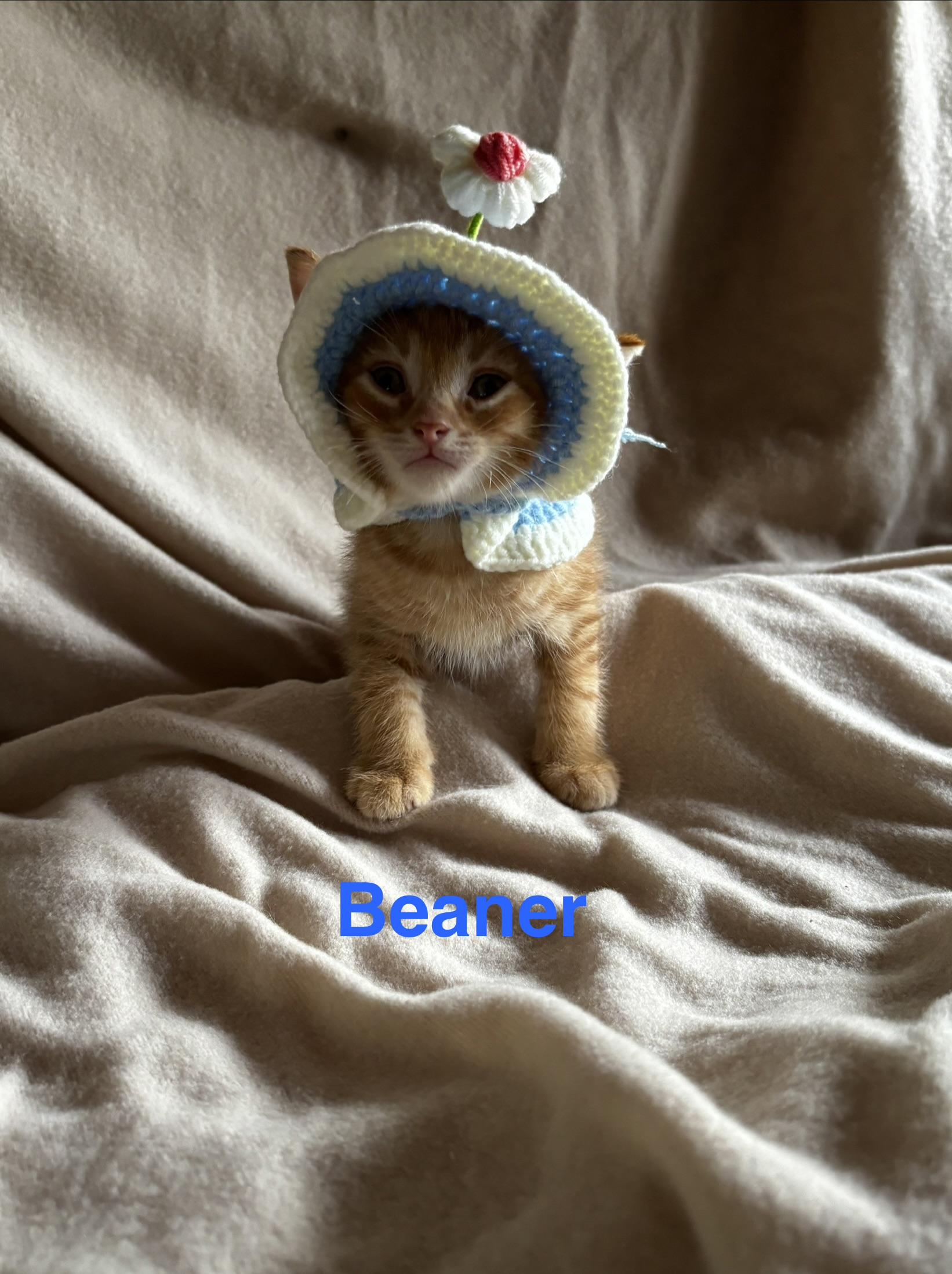 Enlarge Beaner, an adopted mixed breed in Sheboygan, WI image 2/5