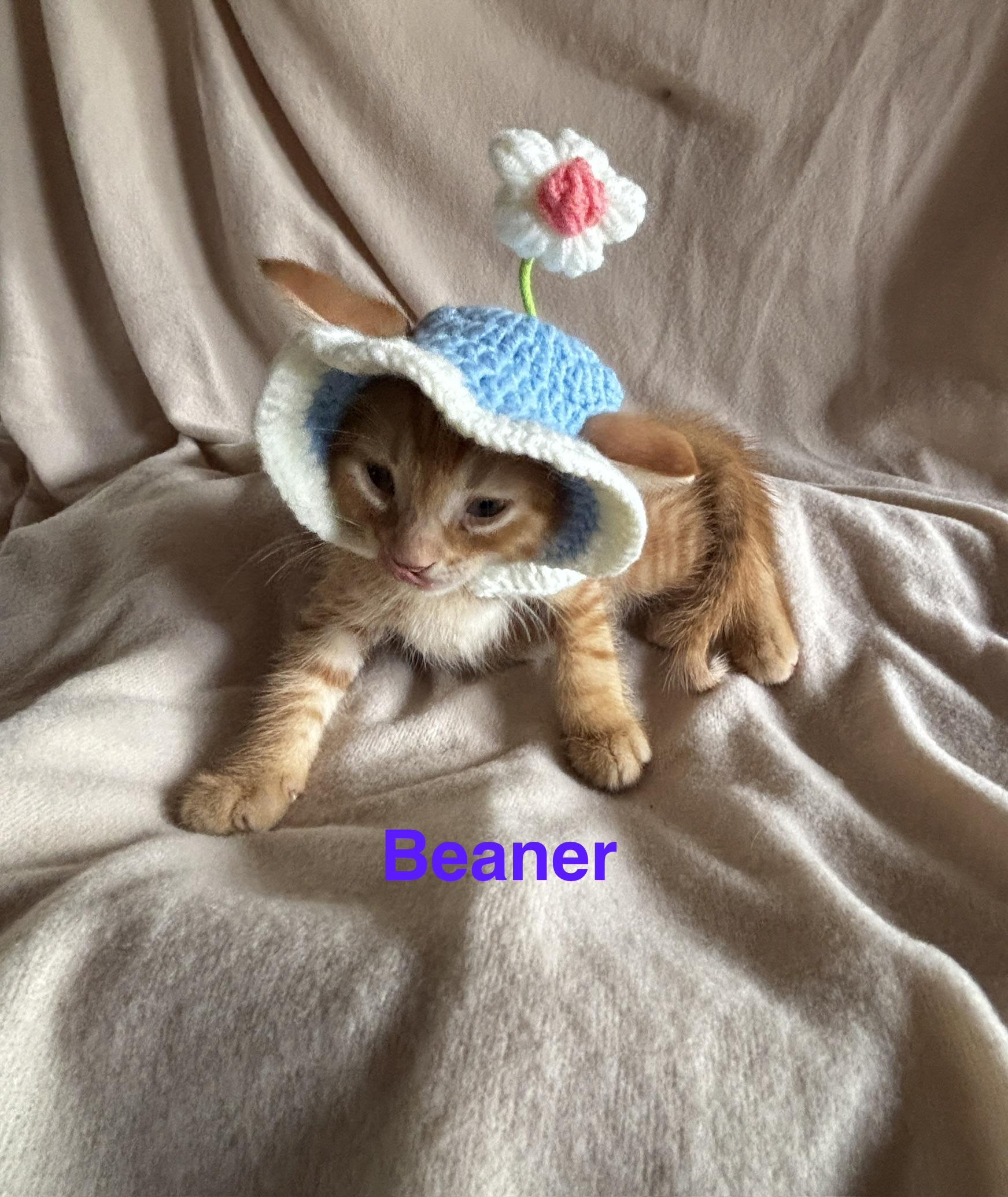 Enlarge Beaner, an adopted mixed breed in Sheboygan, WI image 5/5