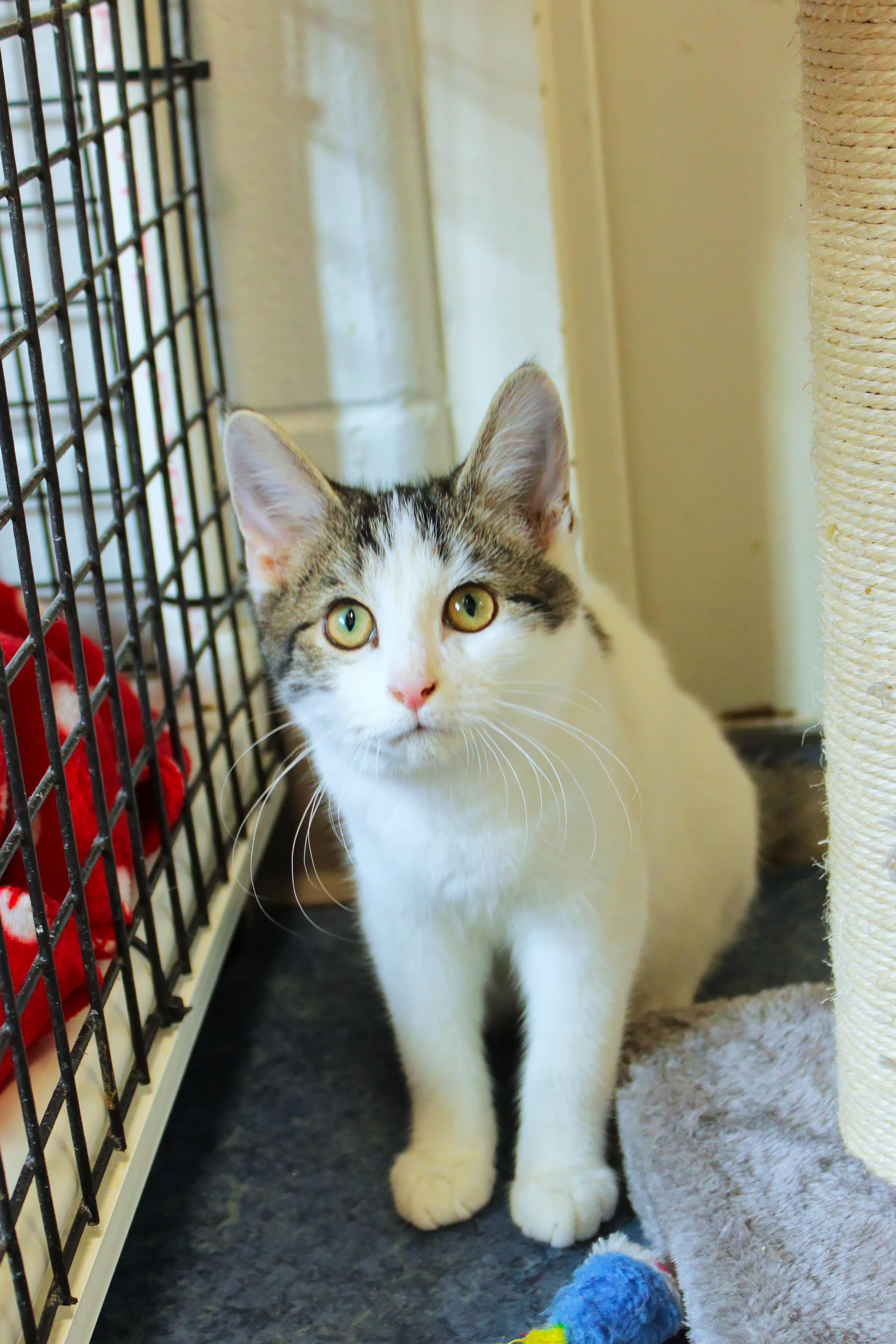 Tatum, a ADOPTABLE Domestic Short Hair in Urbana, OH image 6/6