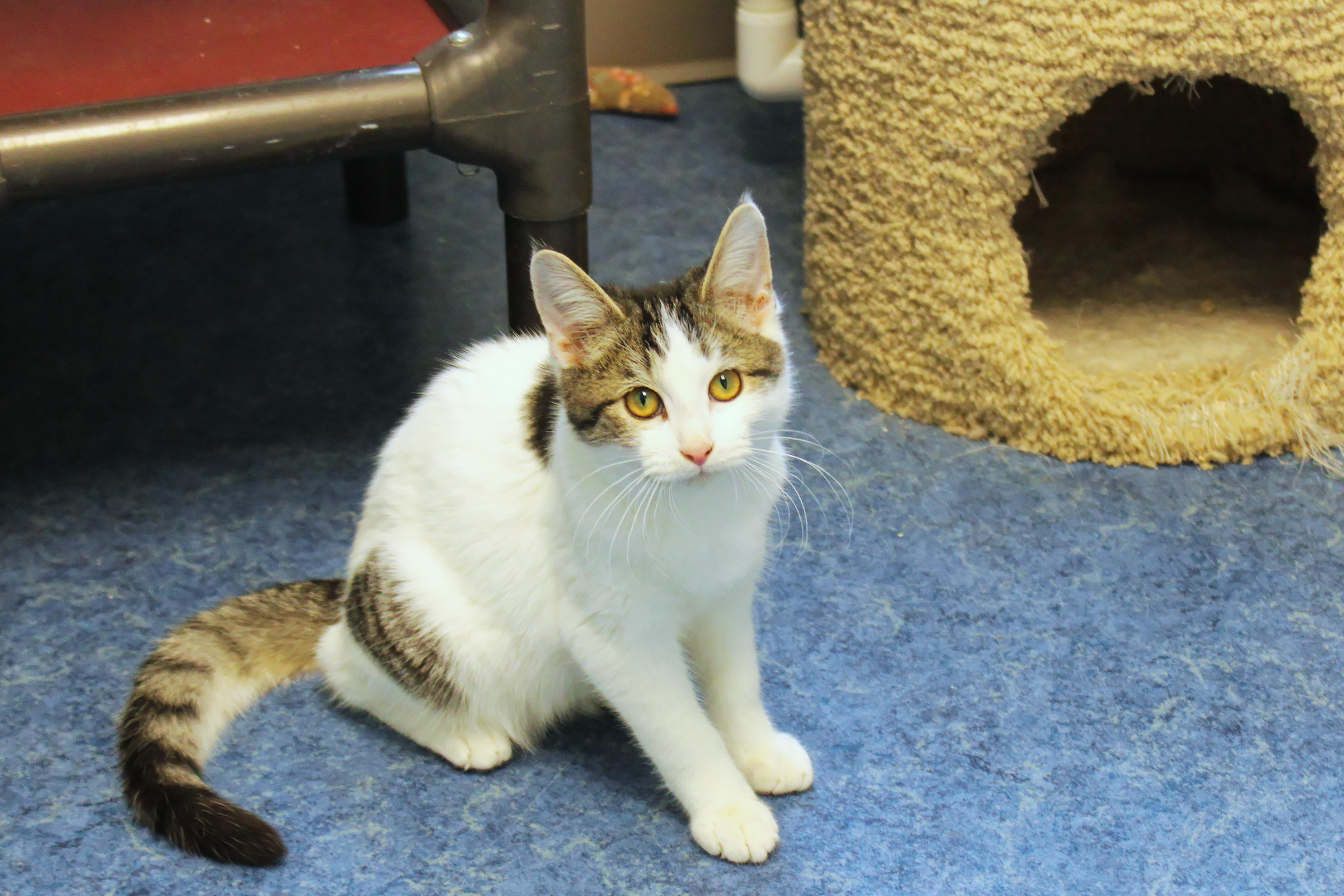Tatum, a ADOPTABLE Domestic Short Hair in Urbana, OH image 4/6