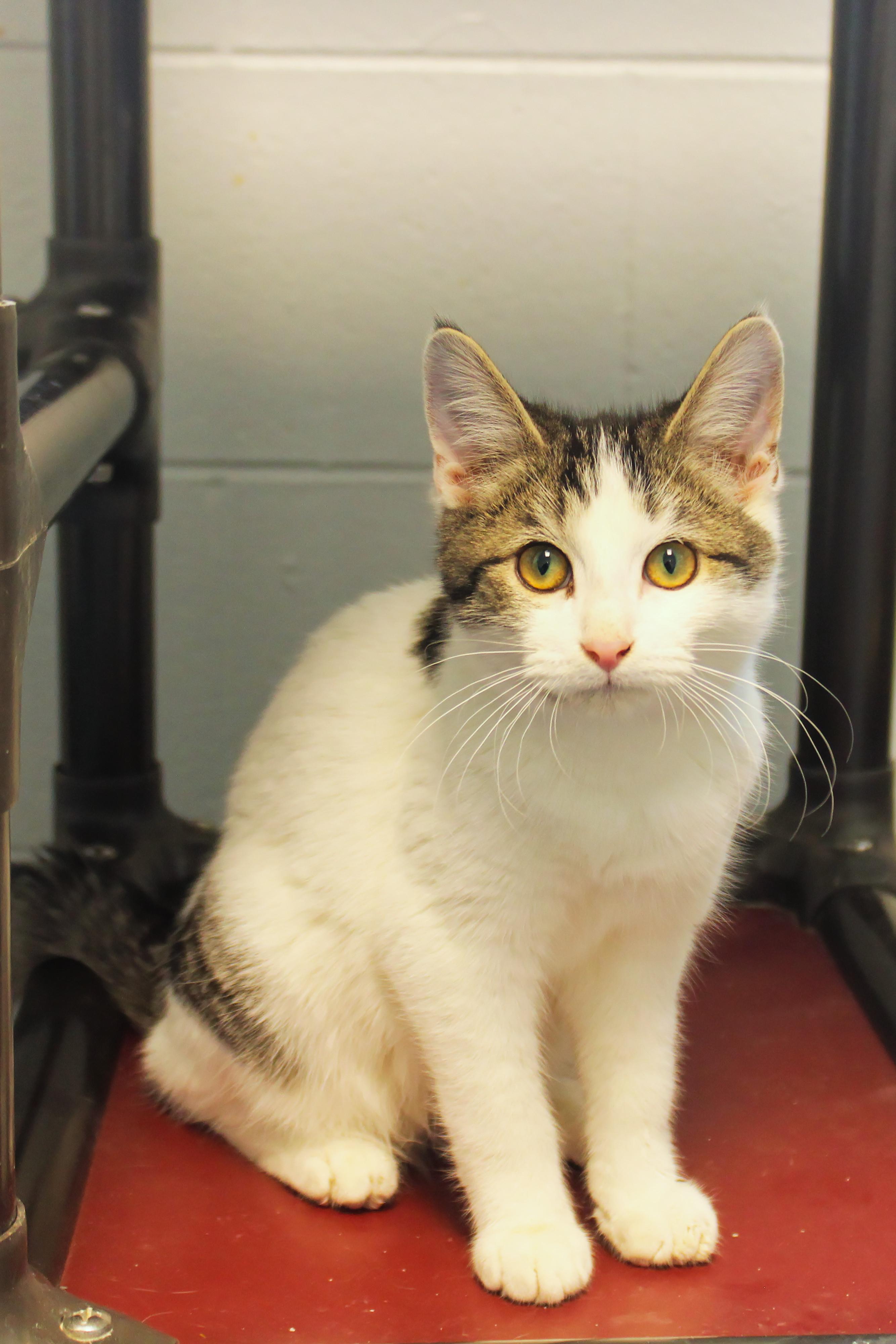 Tatum, a ADOPTABLE Domestic Short Hair in Urbana, OH image 3/6