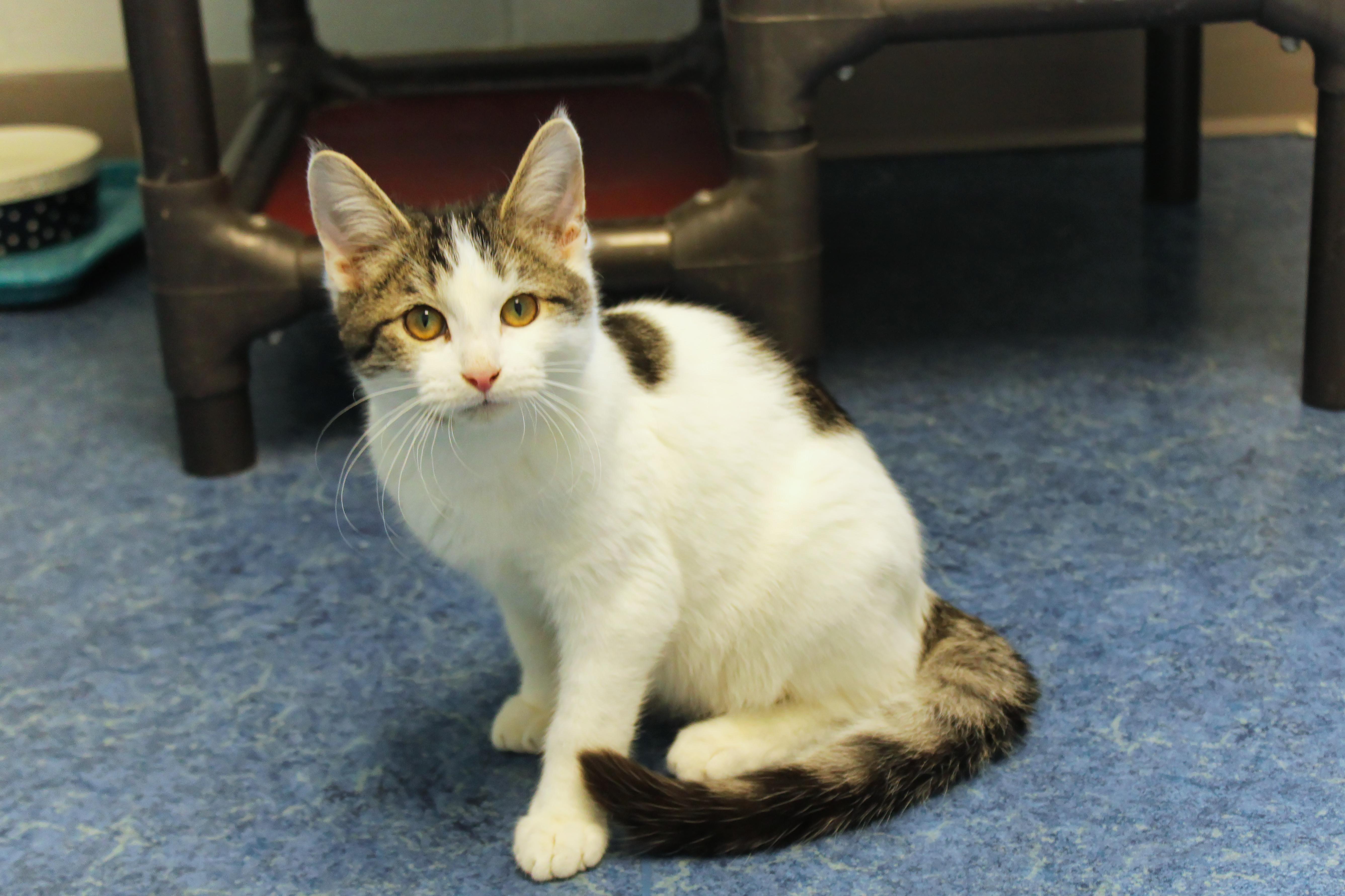 Tatum, a ADOPTABLE Domestic Short Hair in Urbana, OH image 1/6