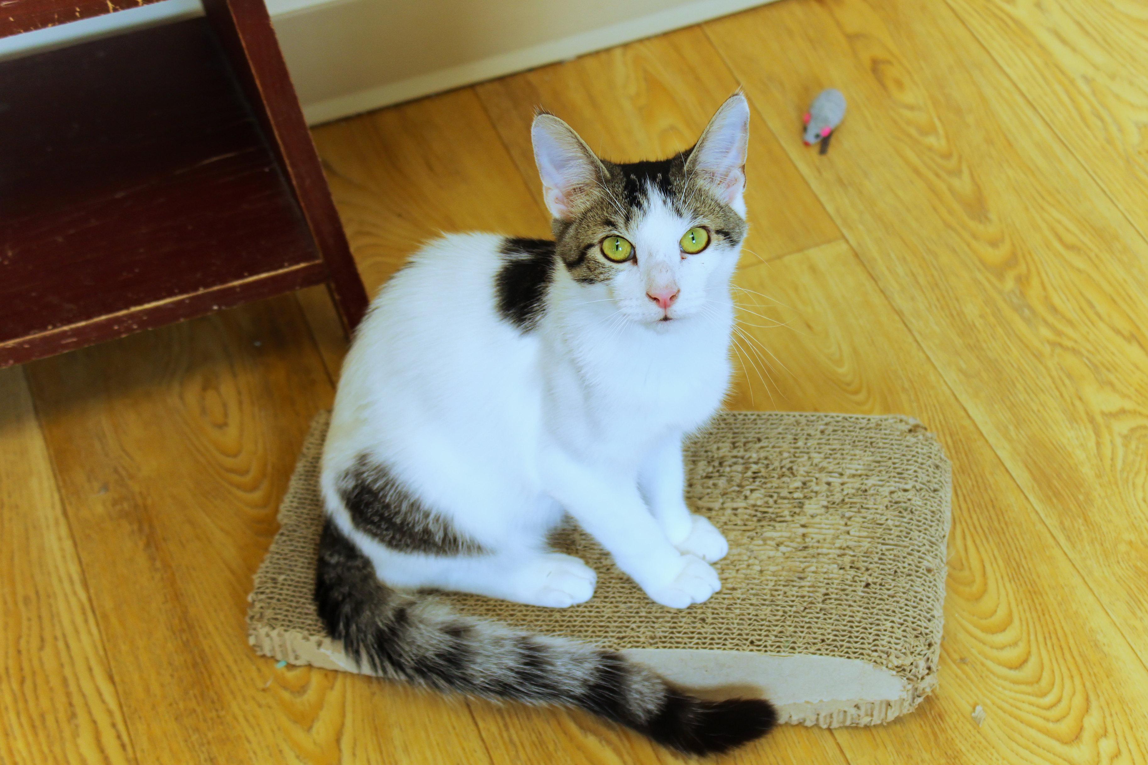 Enlarge Tatum, a ADOPTABLE Domestic Short Hair in Urbana, OH image 1/6