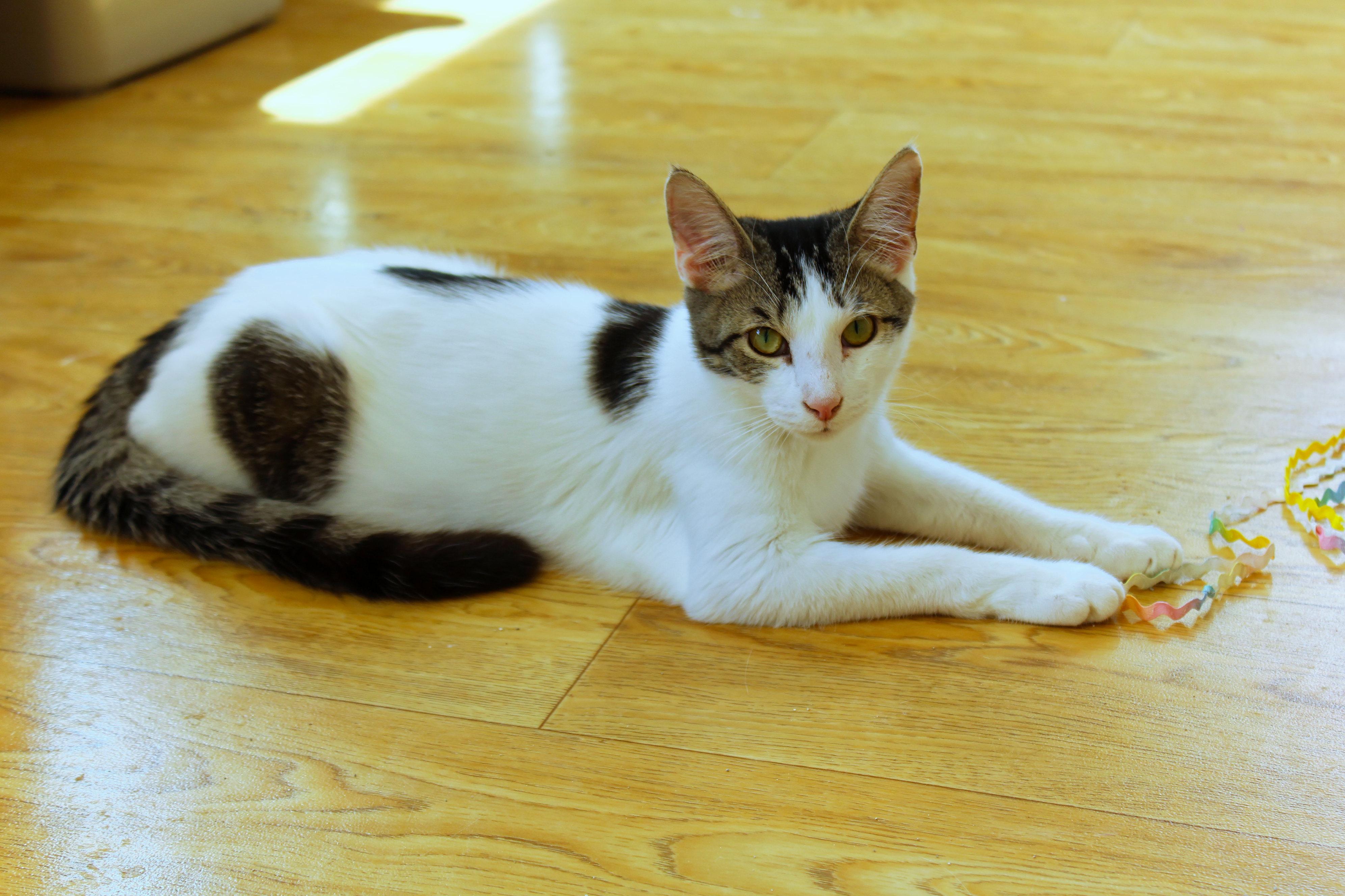 Enlarge Tatum, a ADOPTABLE Domestic Short Hair in Urbana, OH image 6/6
