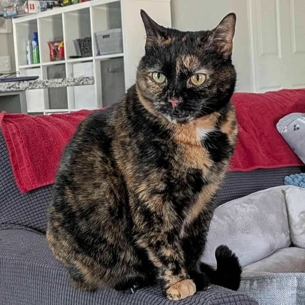 Tesla, Adoptable, Adult Female Domestic Short Hair.