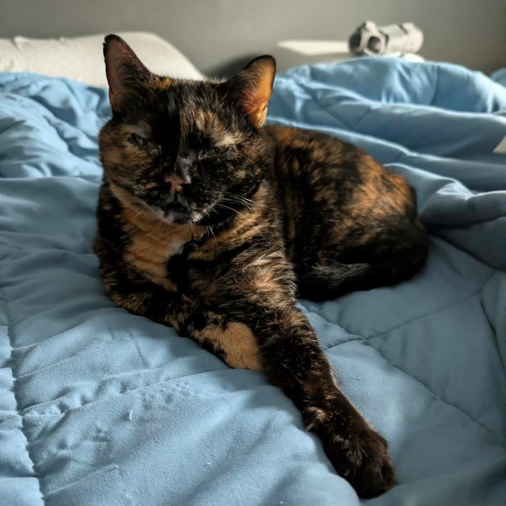 Tesla, Adoptable, Adult Female Domestic Short Hair.