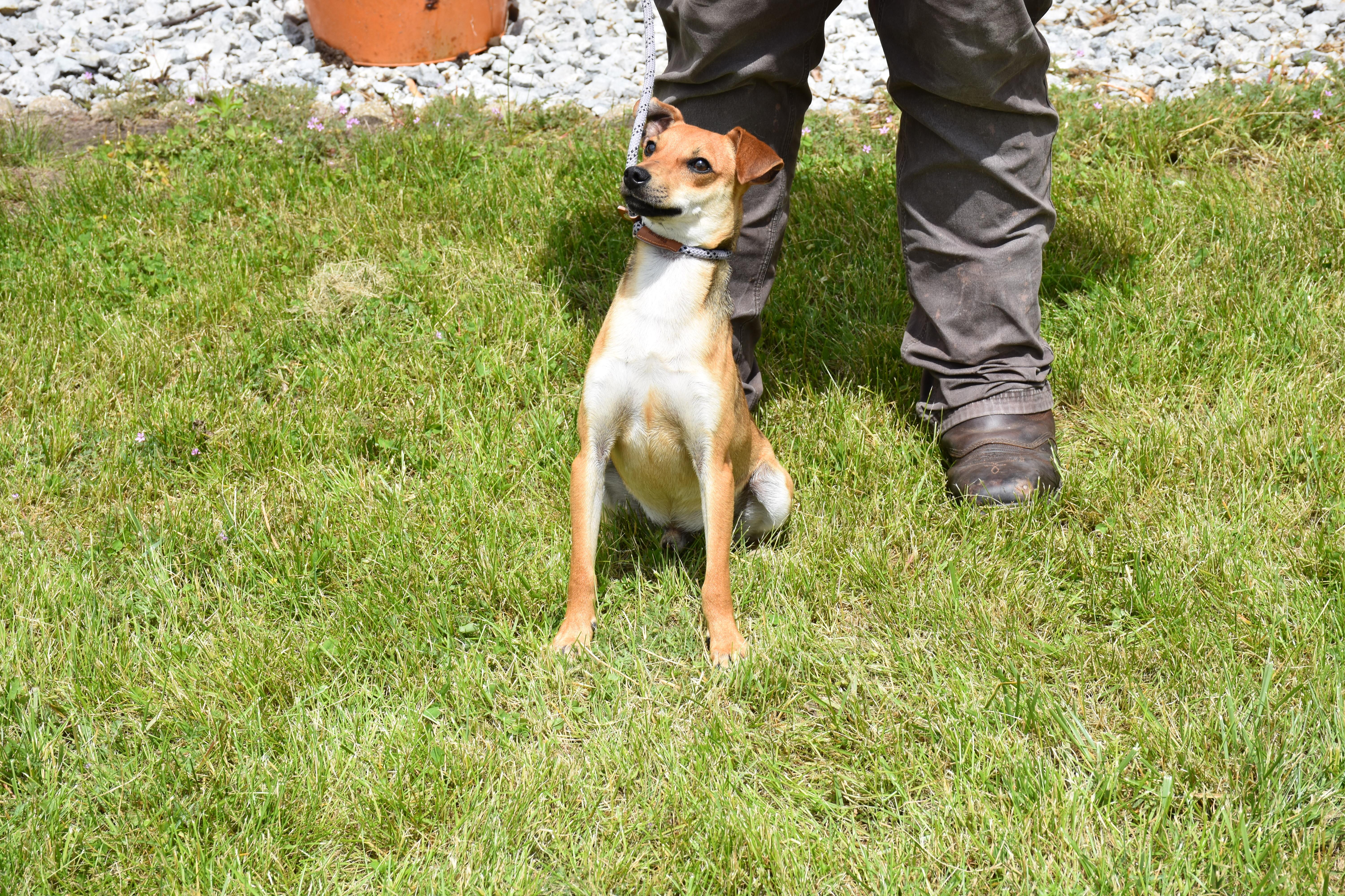 Peanut Butter, adopted, Young Male Whippet.
