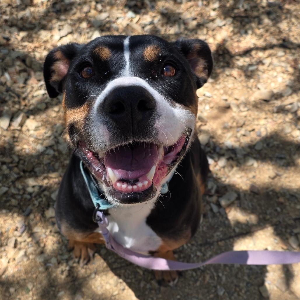 Enlarge Phoenix, a Adoptable mixed breed in Albuquerque, NM image 1/6
