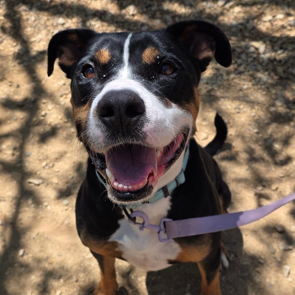Enlarge Phoenix, a Adoptable mixed breed in Albuquerque, NM image 2/6