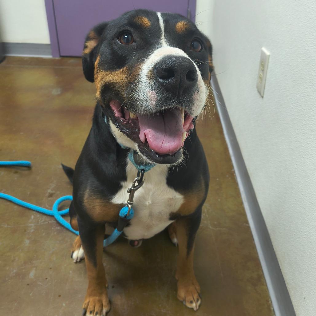 Enlarge Phoenix, a Adoptable mixed breed in Albuquerque, NM image 3/6
