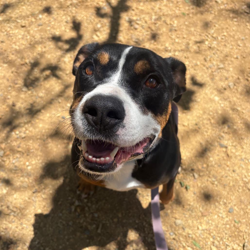 Enlarge Phoenix, a Adoptable mixed breed in Albuquerque, NM image 4/6