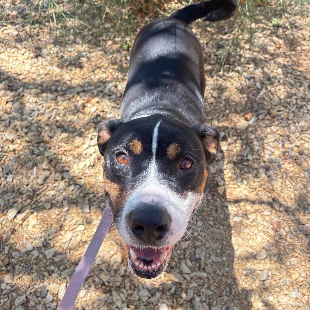 Enlarge Phoenix, a Adoptable mixed breed in Albuquerque, NM image 5/6
