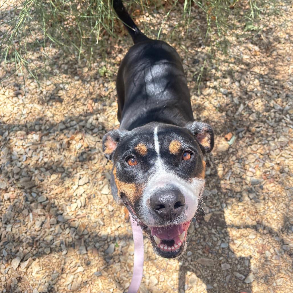 Enlarge Phoenix, a Adoptable mixed breed in Albuquerque, NM image 6/6