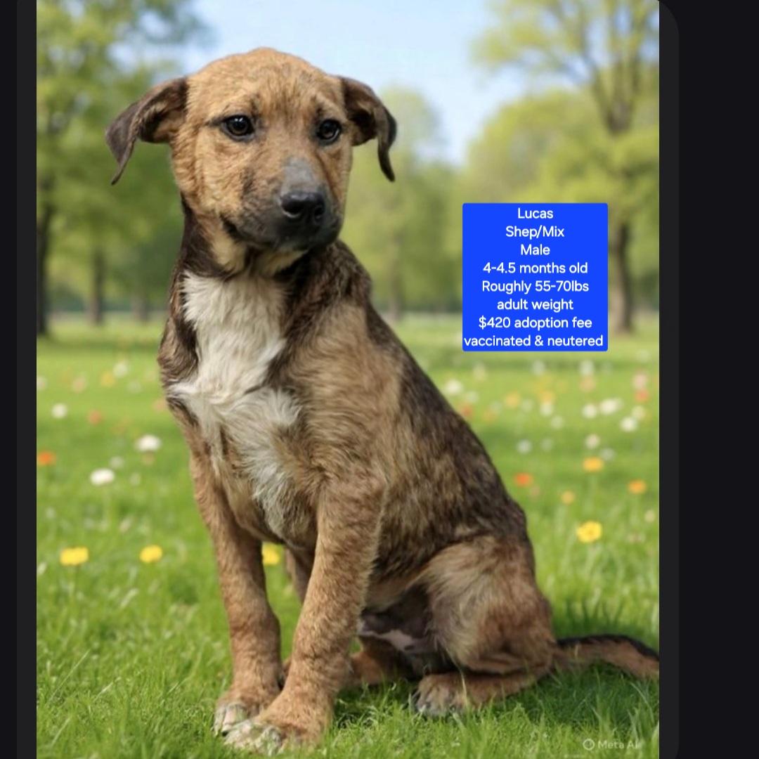 Enlarge Lucas, a ADOPTABLE mixed breed in Oviedo, FL image 1/1