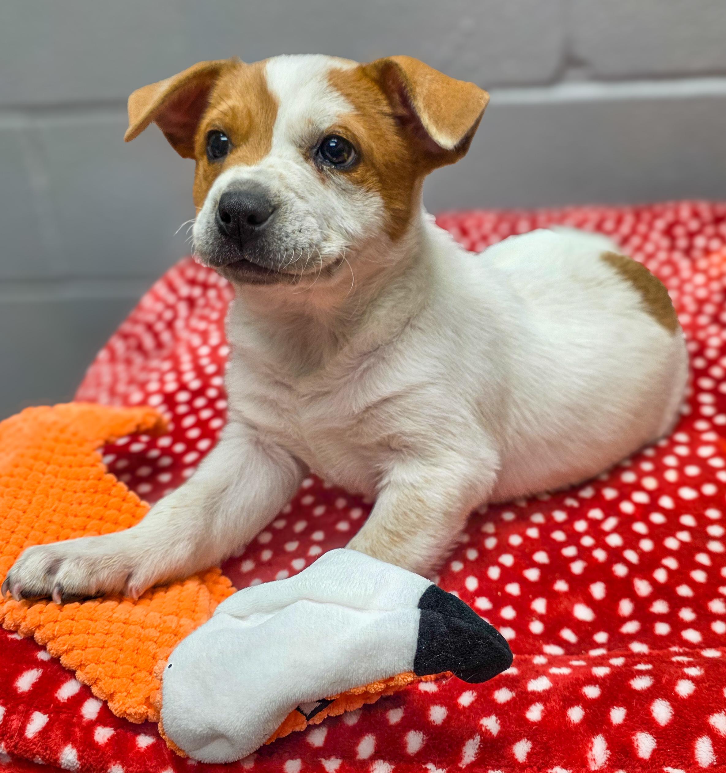 Enlarge Spot, an adopted Australian Cattle Dog / Blue Heeler in Spokane, WA image 2/4