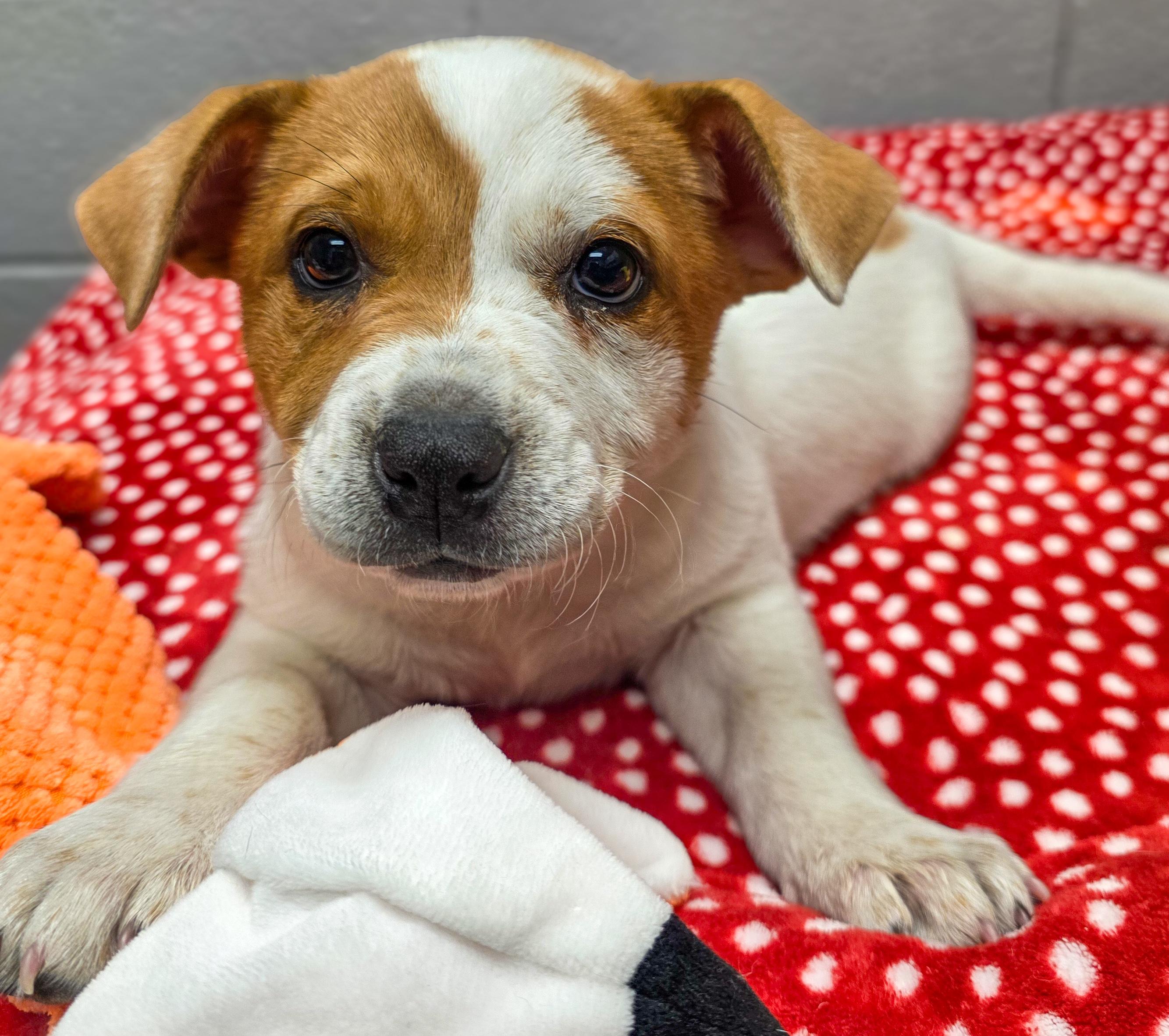Enlarge Spot, an adopted Australian Cattle Dog / Blue Heeler in Spokane, WA image 1/4