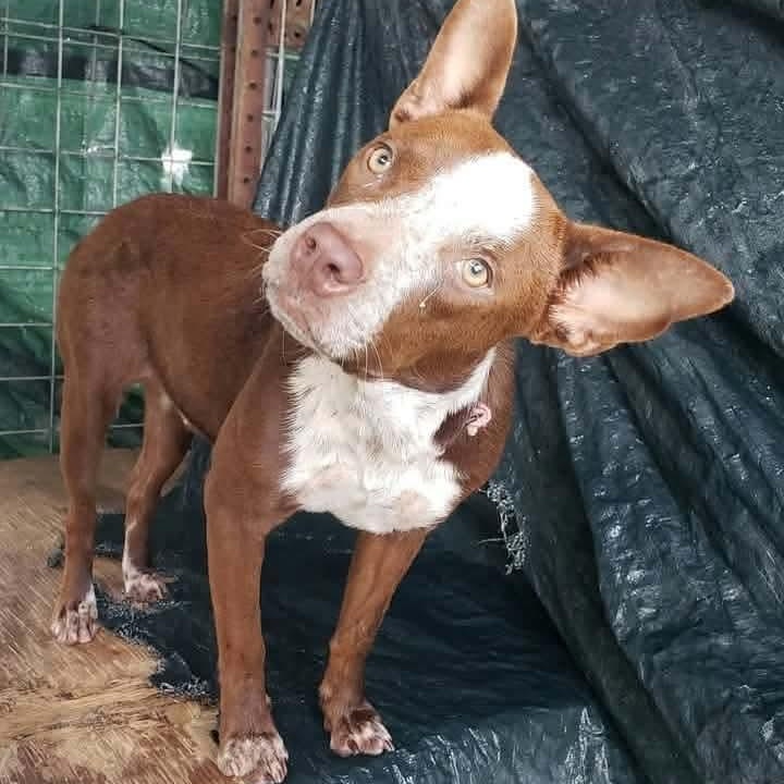 Enlarge Bailey, a Adoptable mixed breed in Paramus, NJ image 2/4