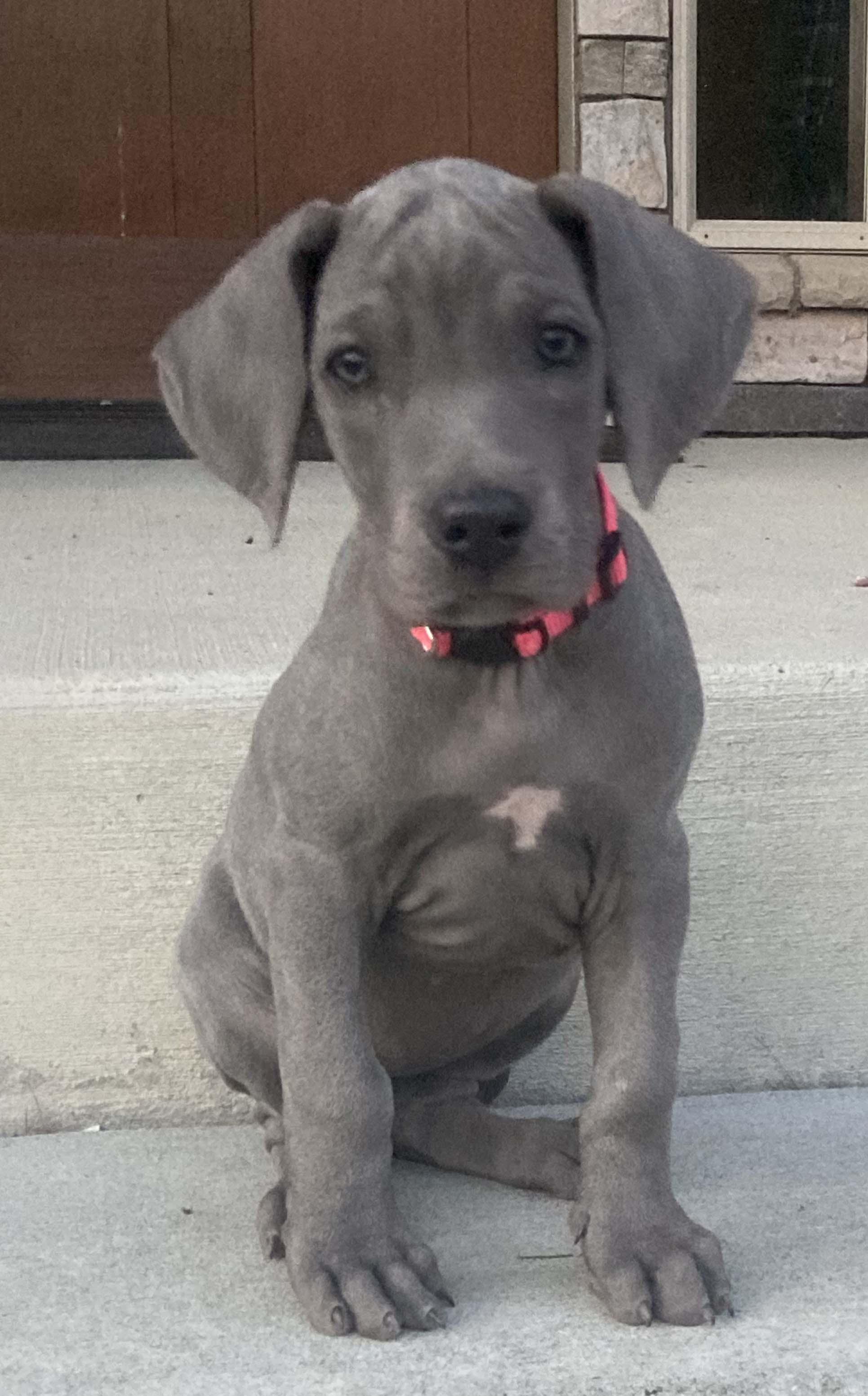 Piper, Adopted, Puppy Female Great Dane & Weimaraner.