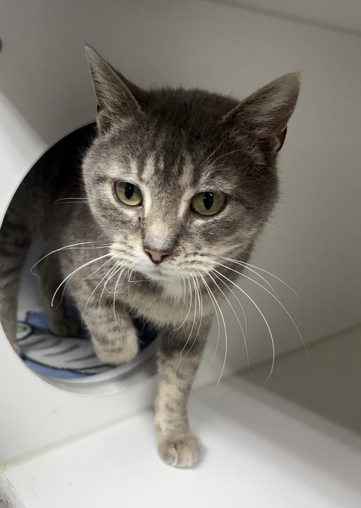 Clara, Adoptable, Adult Female Domestic Short Hair.