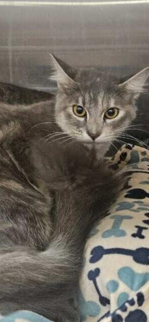 Teddi, Adoptable, Kitten Female Domestic Medium Hair.