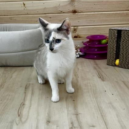Sapphire, Adoptable, Adult Female Domestic Medium Hair.