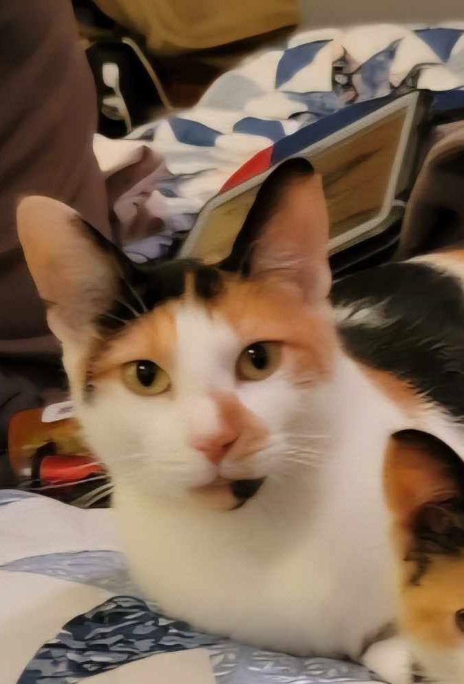 Meadow, Adoptable, Adult Female Domestic Short Hair.