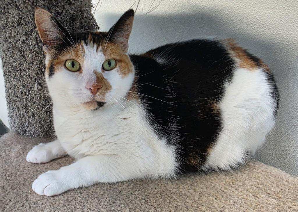 Enlarge Meadow, a Adoptable mixed breed in Gold Beach, OR image 2/2