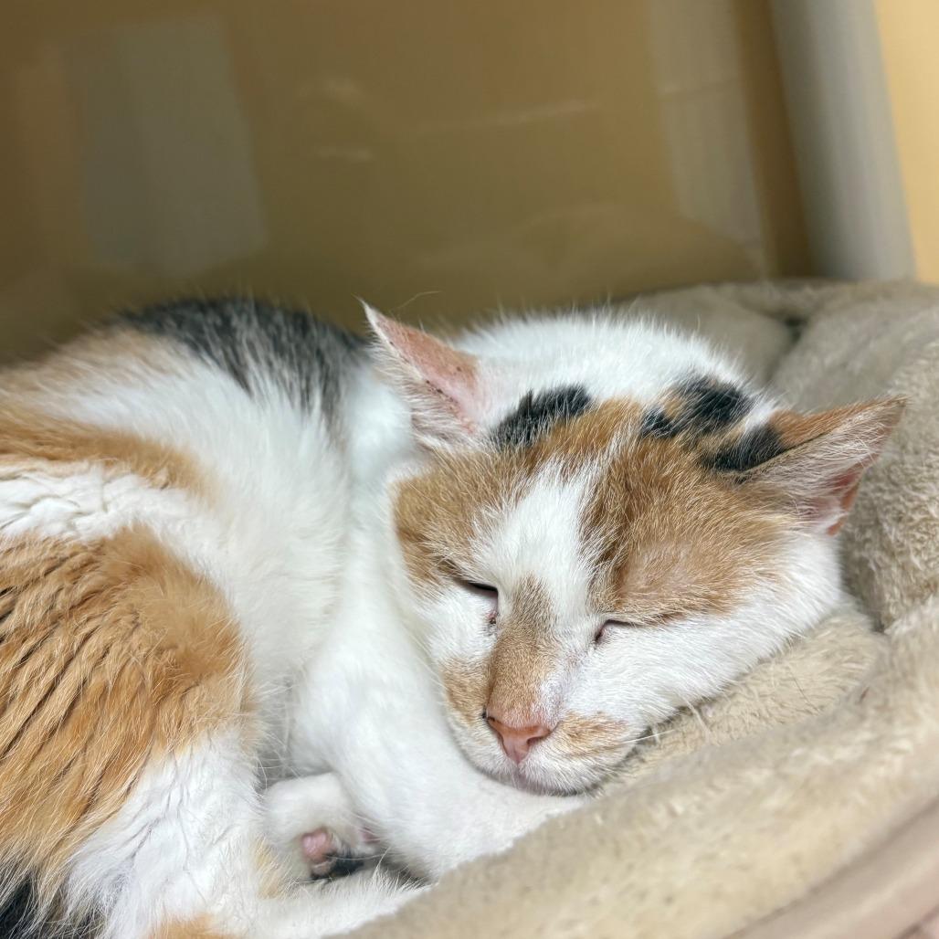 Enlarge Isles, a Adoptable Domestic Short Hair in East Hanover, NJ image 1/3