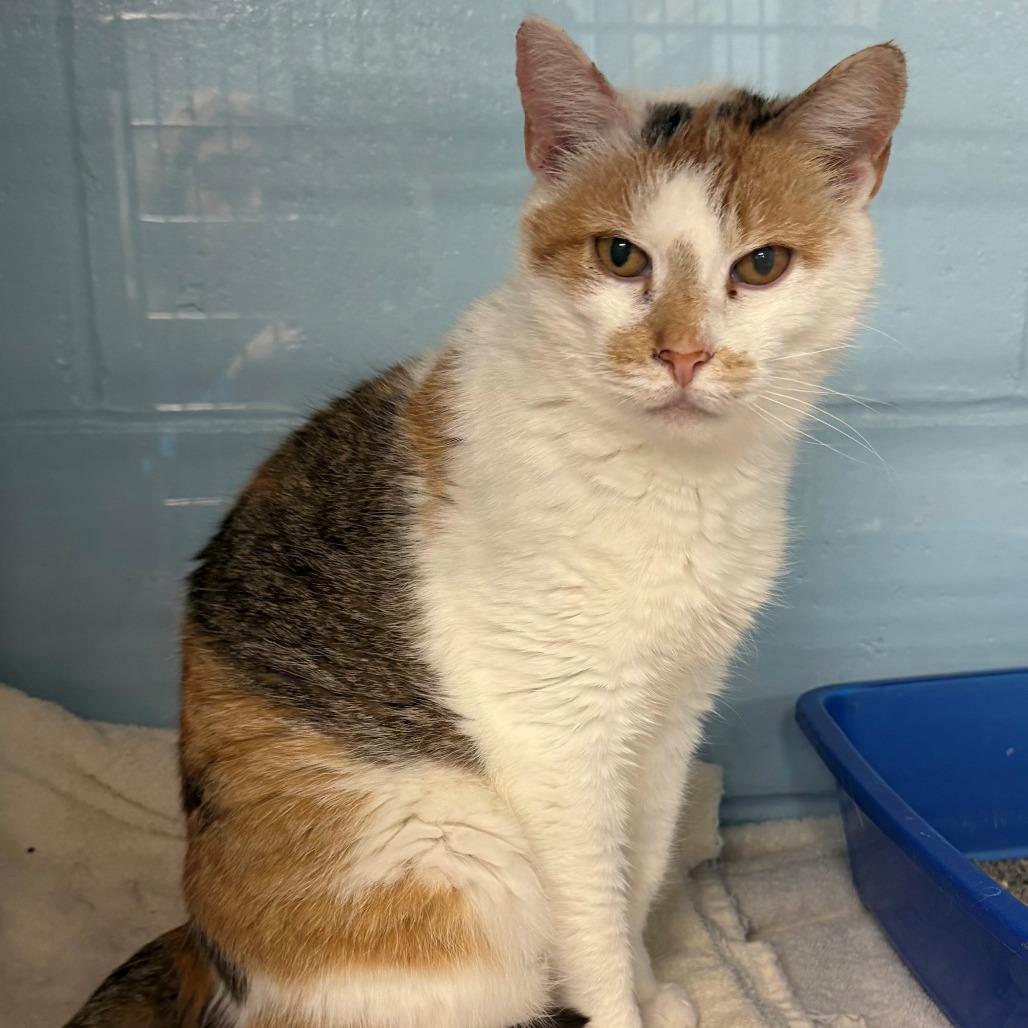 Enlarge Isles, a Adoptable Domestic Short Hair in East Hanover, NJ image 2/3