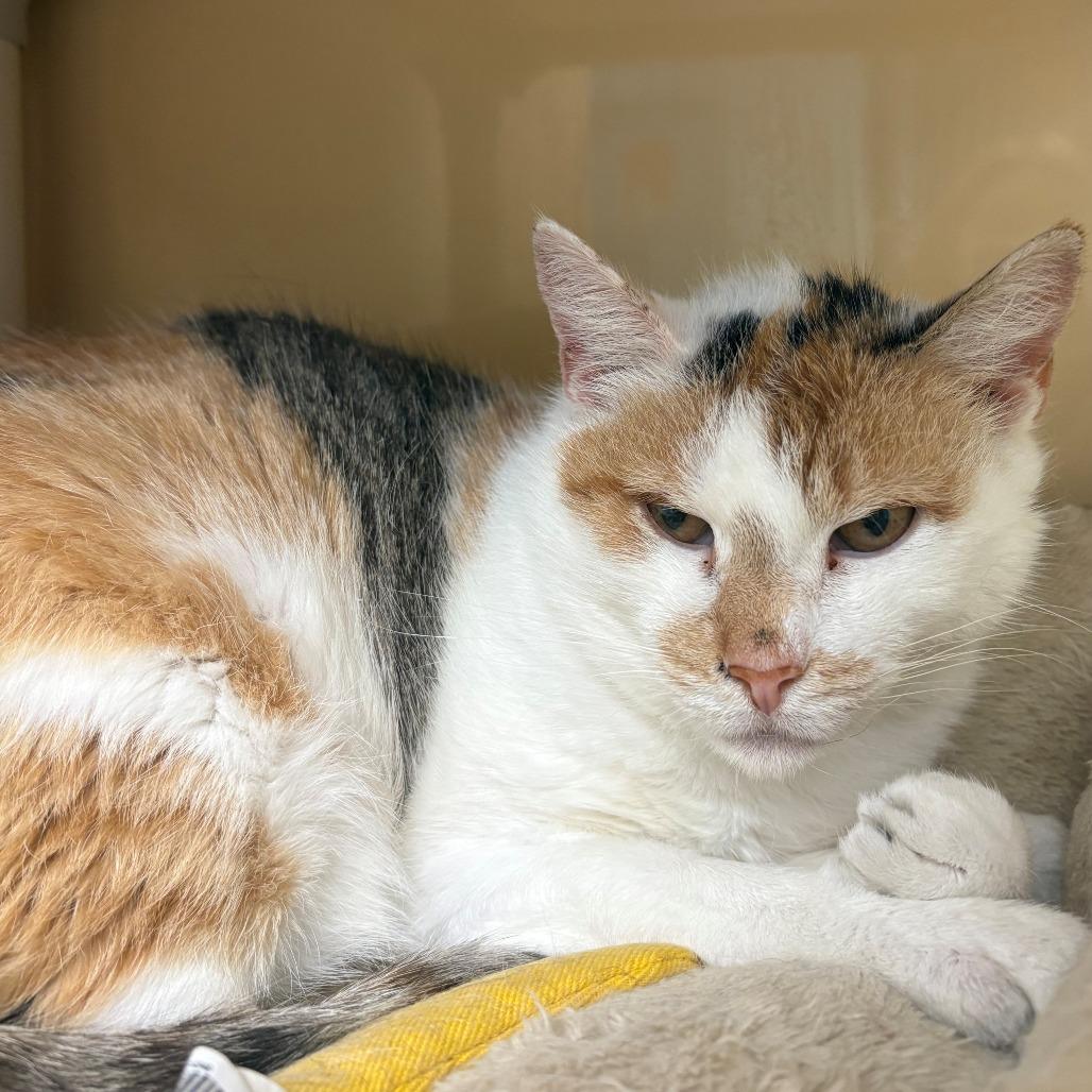 Enlarge Isles, a Adoptable Domestic Short Hair in East Hanover, NJ image 3/3