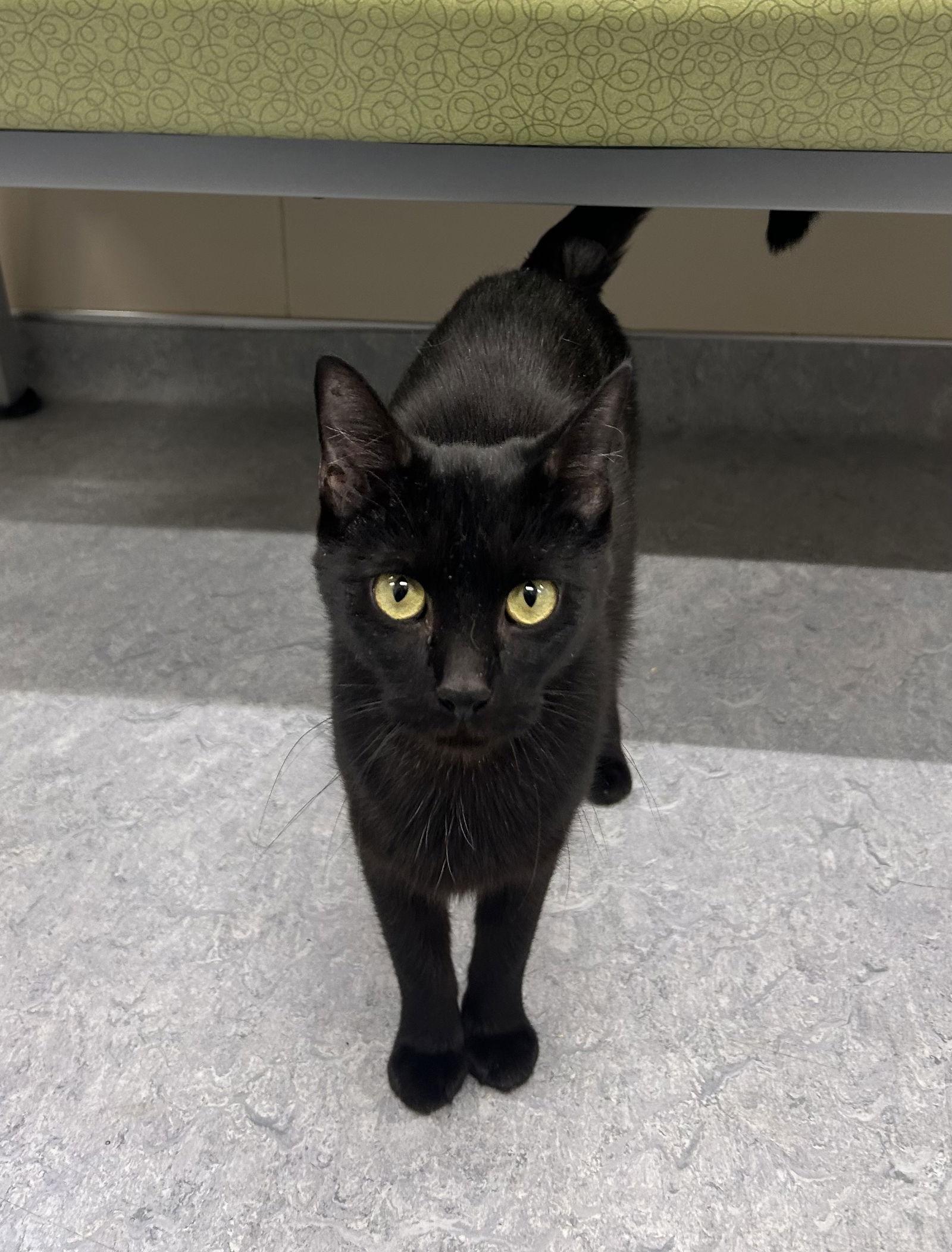 Obsidian, Adoptable, Adult Female Domestic Short Hair.