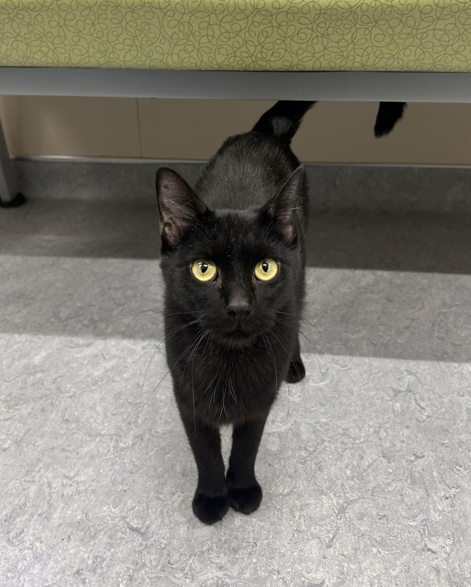 Enlarge Obsidian, a Adoptable Domestic Short Hair in Arlington, VT image 2/3