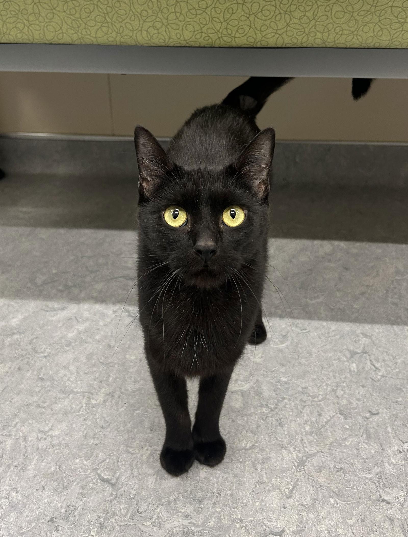 Enlarge Obsidian, a Adoptable Domestic Short Hair in Arlington, VT image 3/3