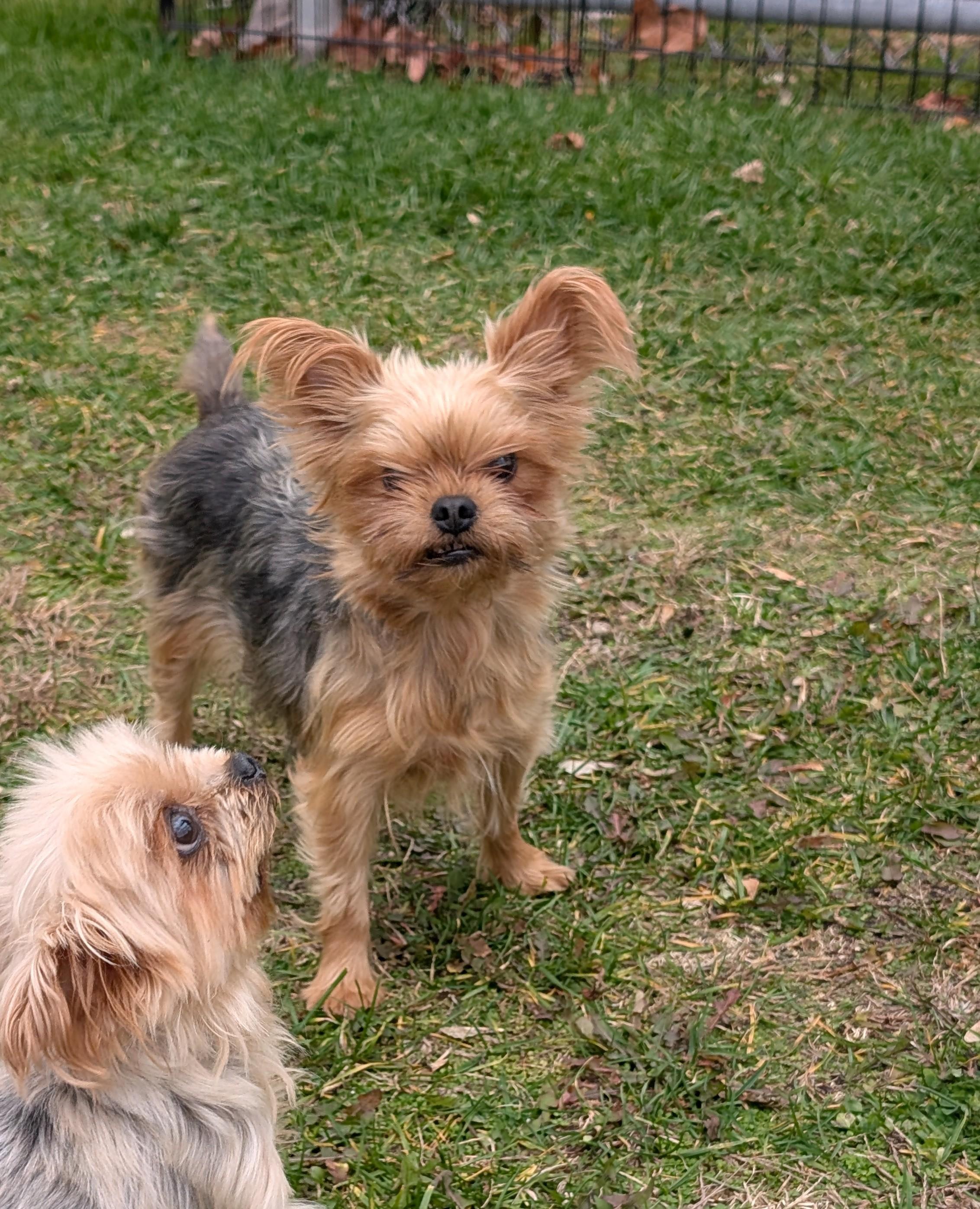 Ivy & Lezah (bonded pair), a Adoptable Yorkshire Terrier in Taunton, MA image 2/5