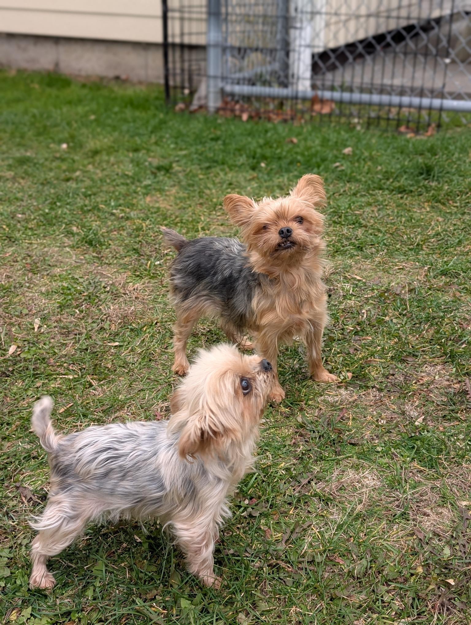 Ivy & Lezah (bonded pair), a Adoptable Yorkshire Terrier in Taunton, MA image 4/5