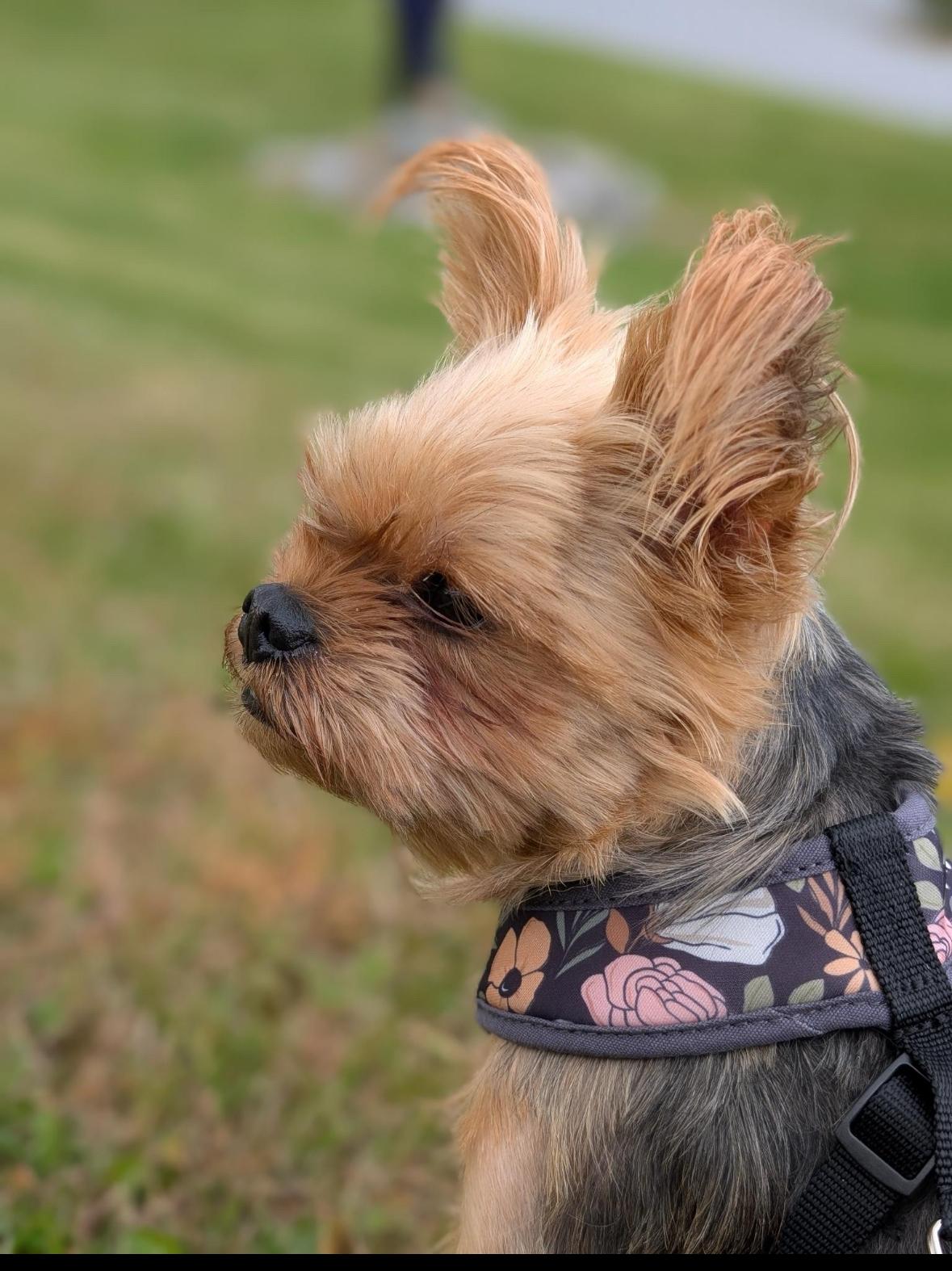 Ivy & Lezah (bonded pair), a Adoptable Yorkshire Terrier in Taunton, MA image 5/5