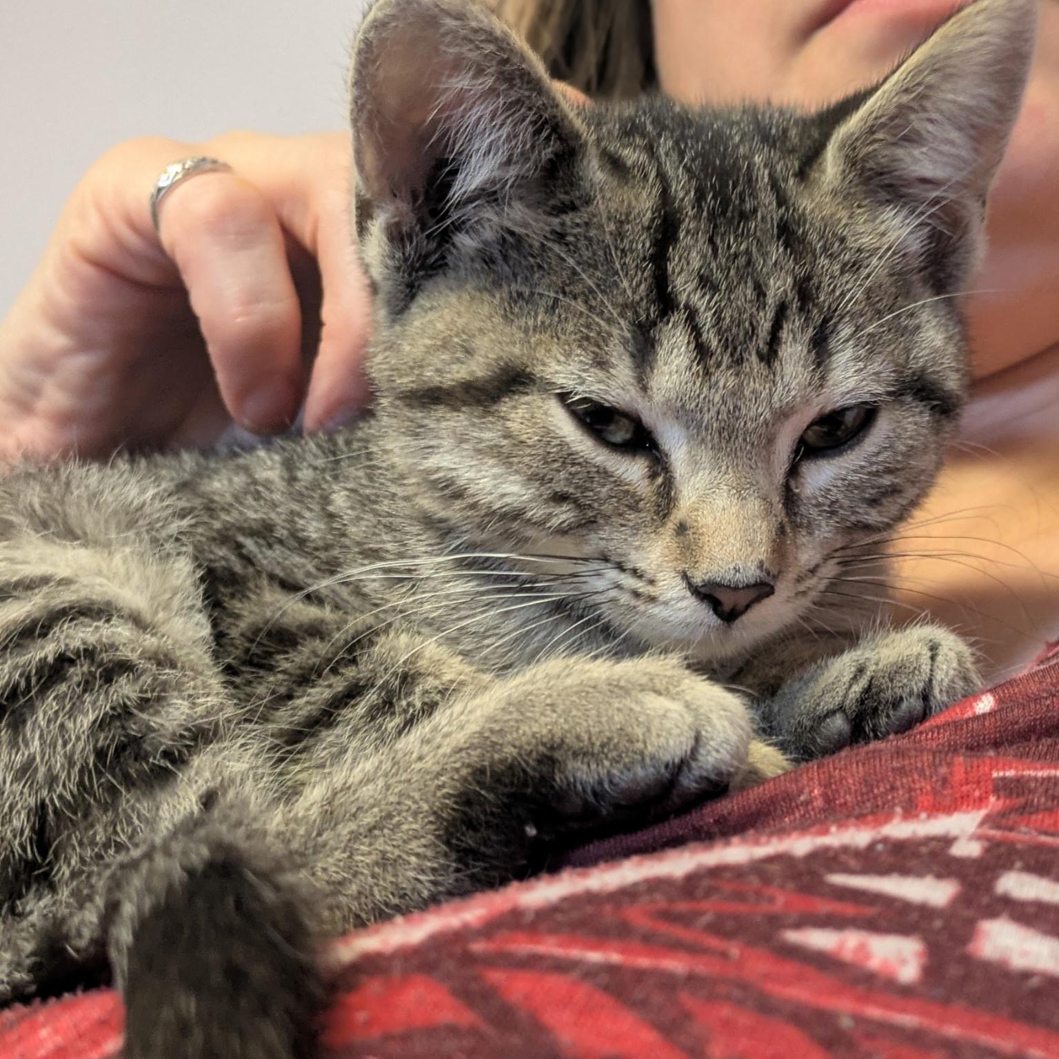 Enlarge Petoskey, a Adopted Domestic Short Hair in Grand Rapids, MI image 2/4