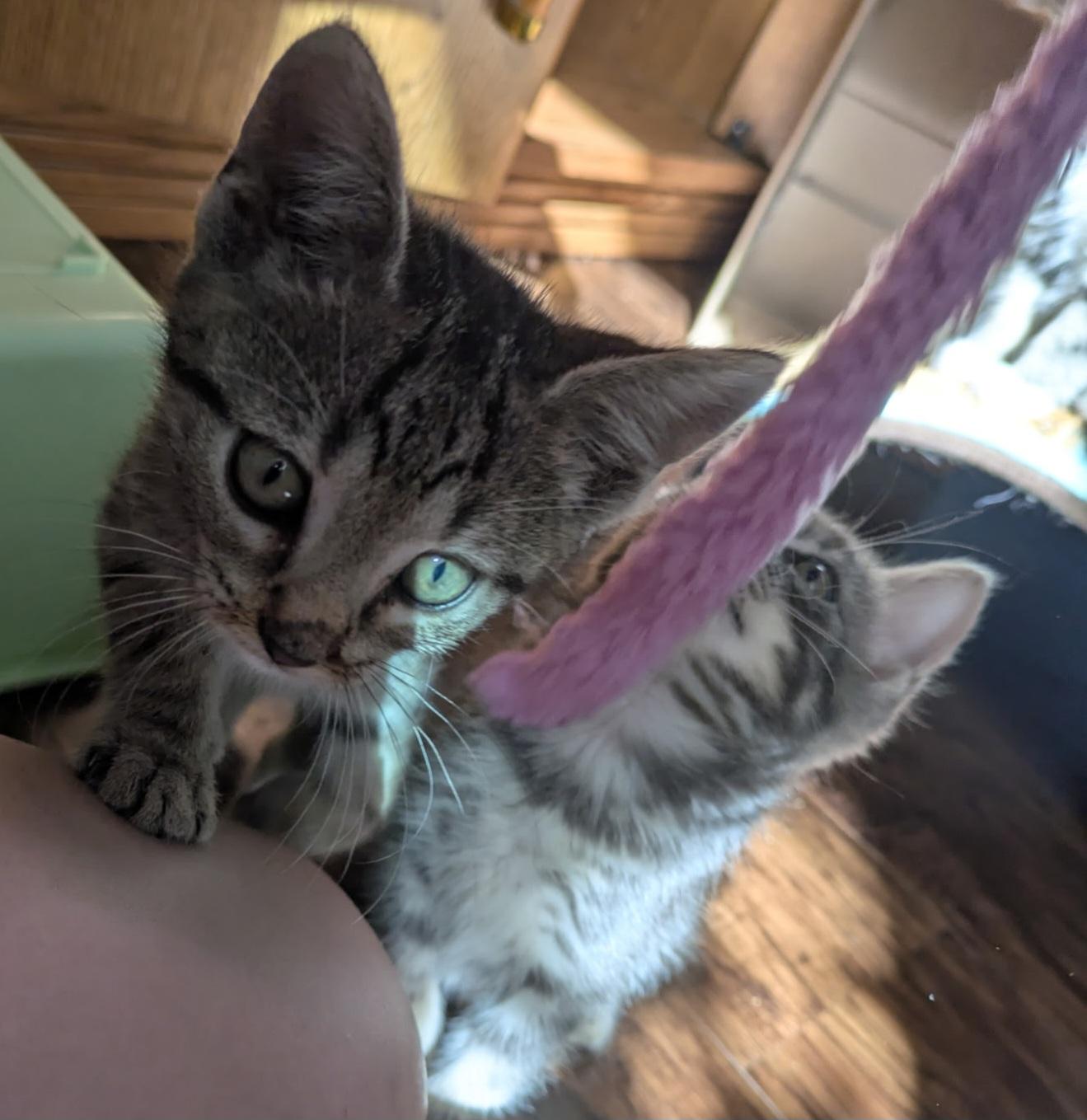 Enlarge Petoskey, a Adopted Domestic Short Hair in Grand Rapids, MI image 4/4