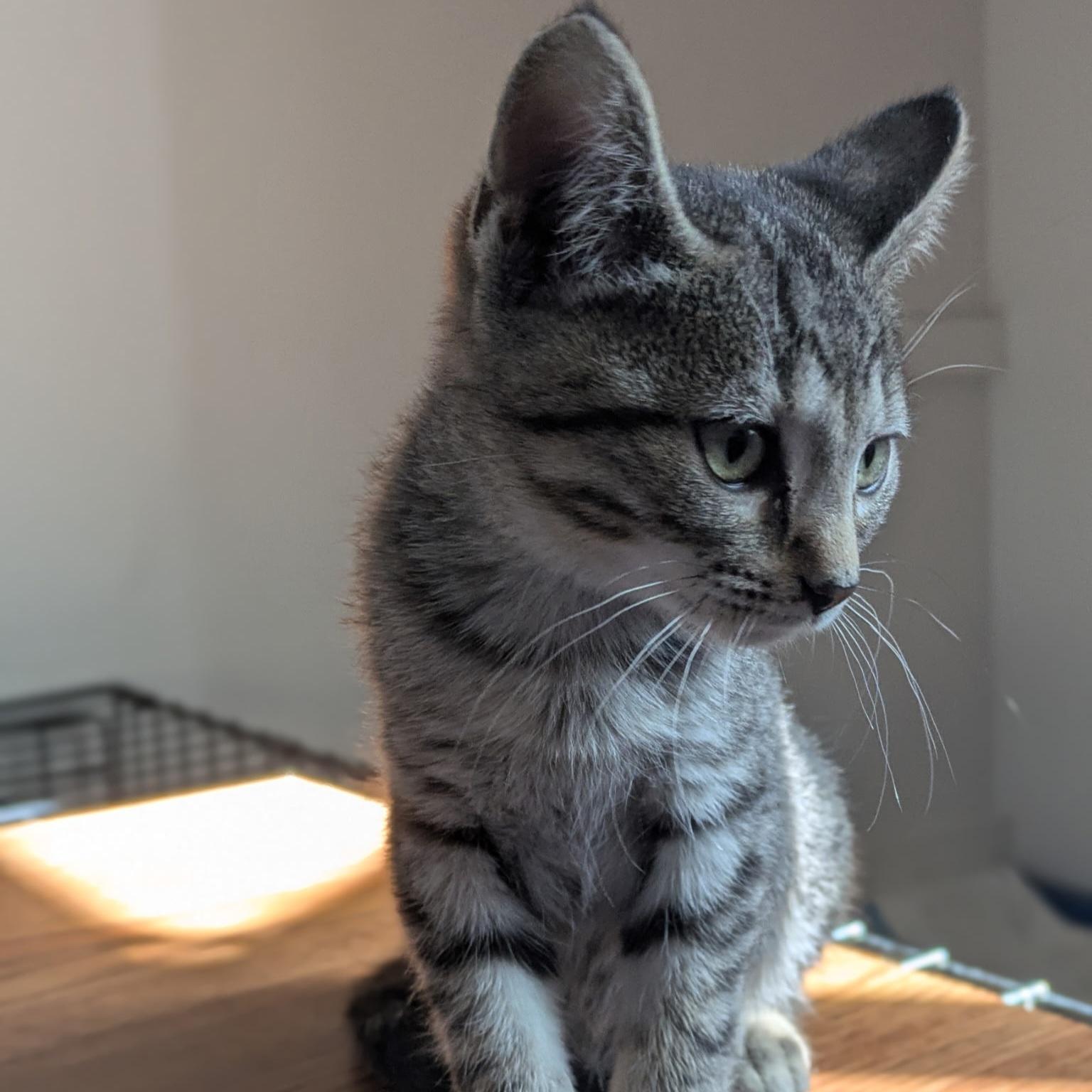 Enlarge Petoskey, a Adopted Domestic Short Hair in Grand Rapids, MI image 3/4