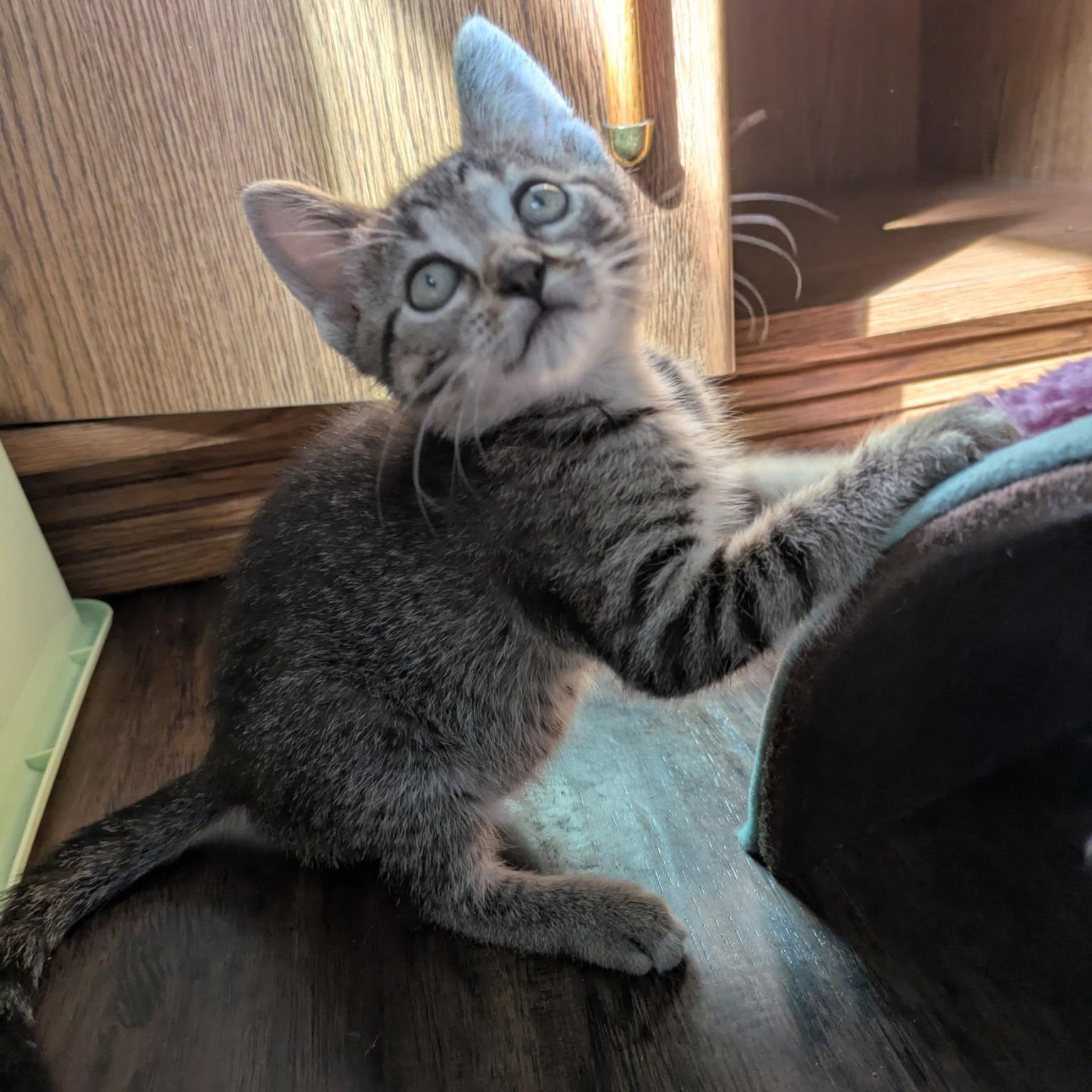 Enlarge Petoskey, a Adopted Domestic Short Hair in Grand Rapids, MI image 1/4
