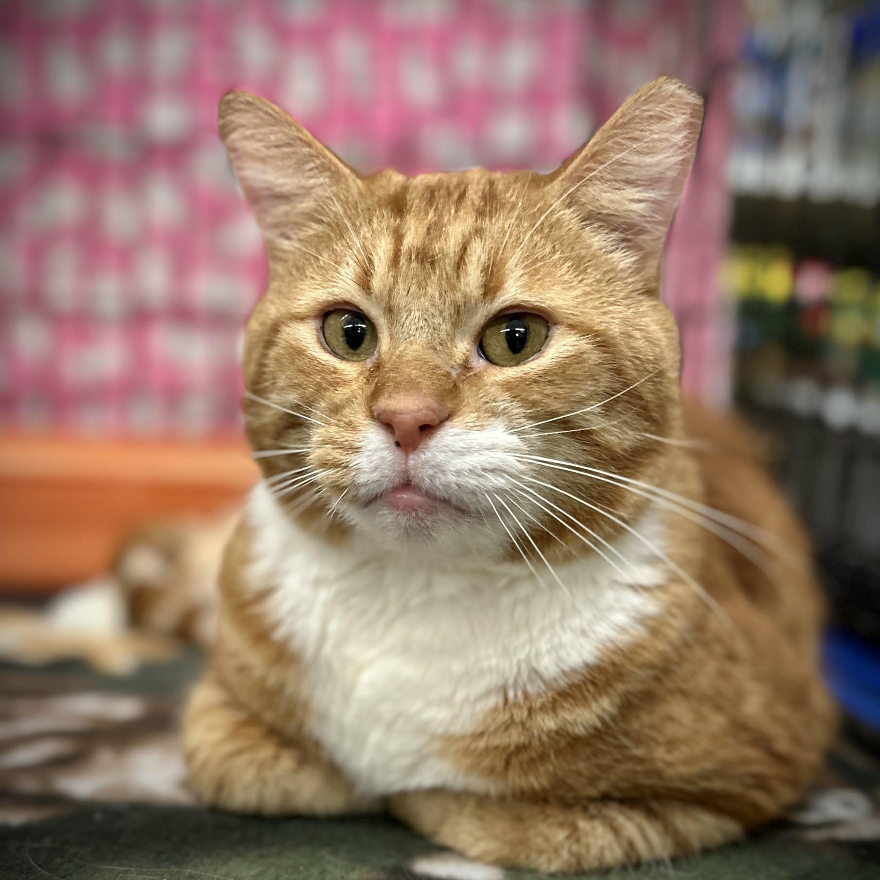 Enlarge Prince Harry, a ADOPTABLE Tabby in SCOTTSDALE, AZ image 2/2