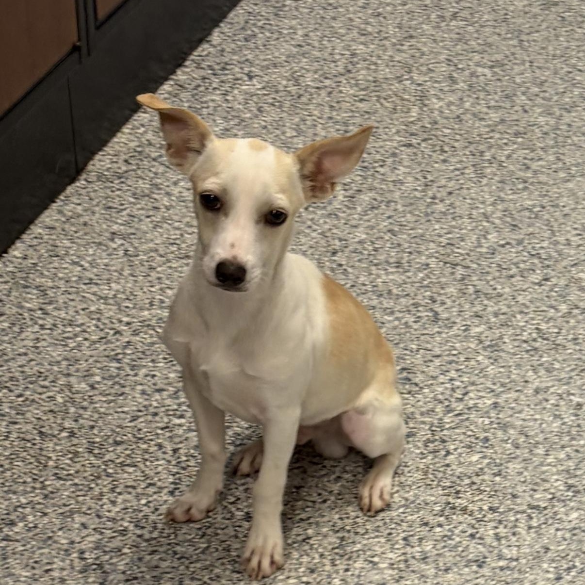 Enlarge Ritz, a Adoptable mixed breed in Normal, IL image 4/4