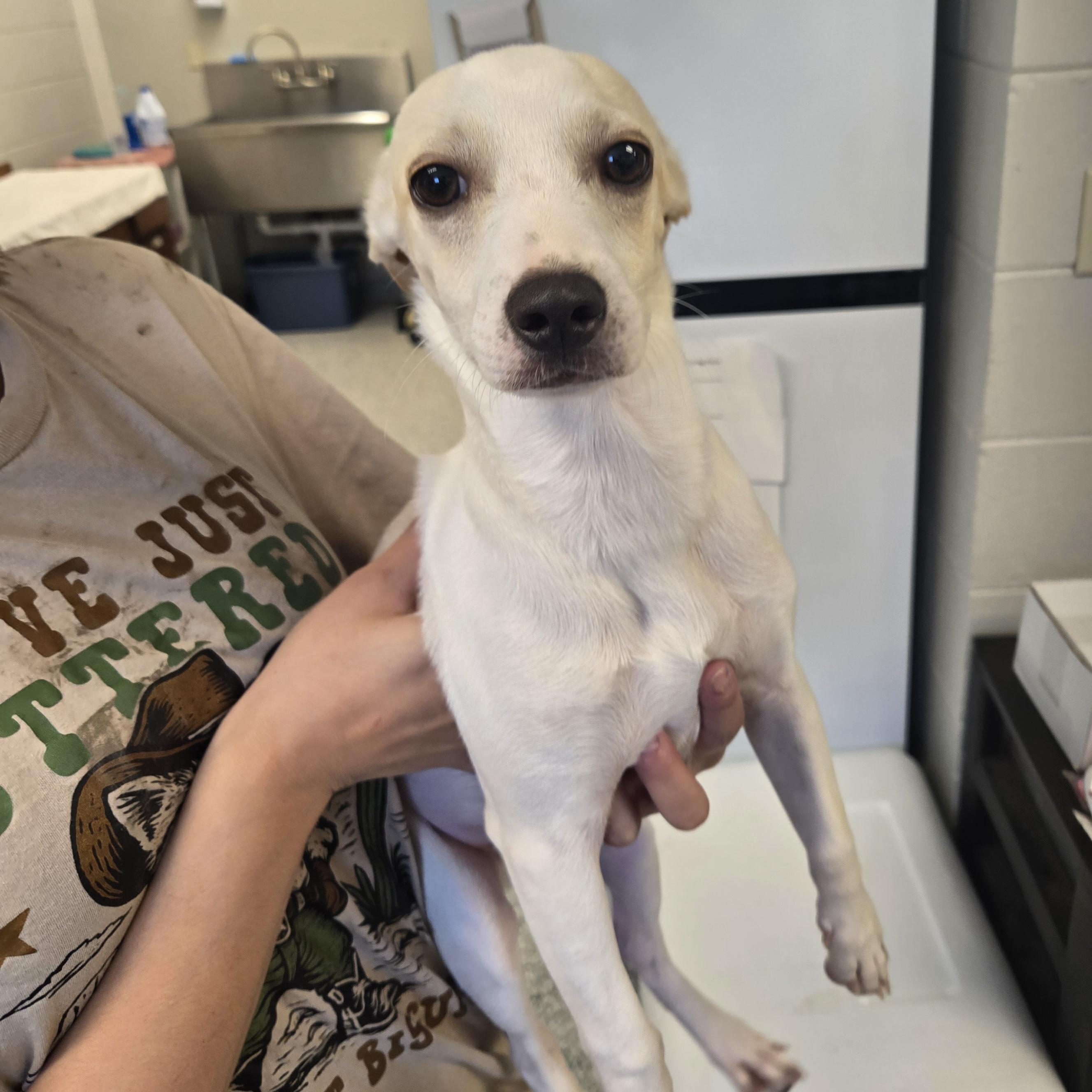 Enlarge Ritz, a Adoptable mixed breed in Normal, IL image 3/4
