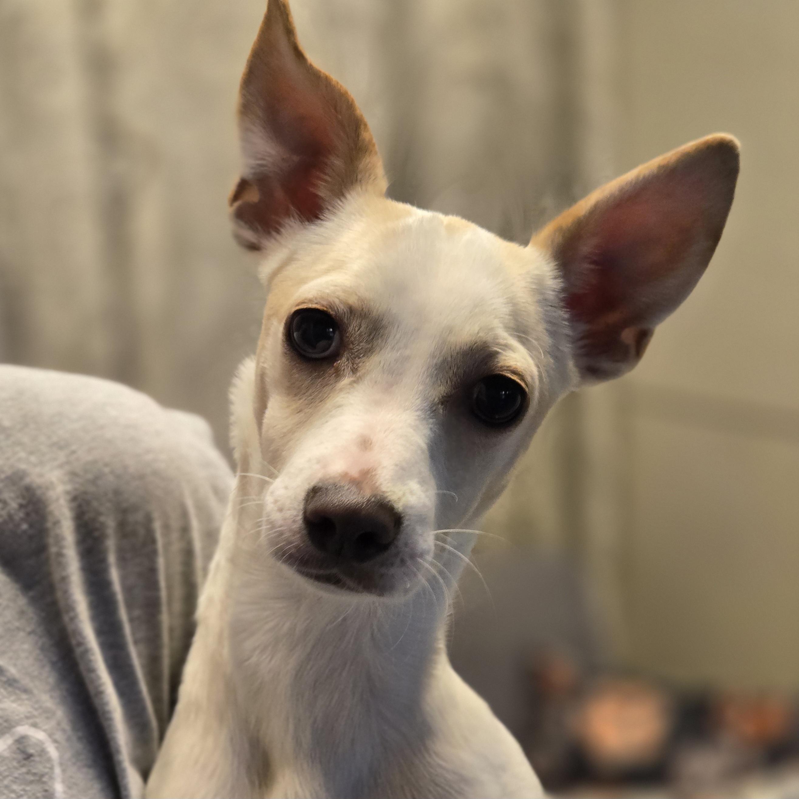 Enlarge Ritz, a Adoptable mixed breed in Normal, IL image 2/4